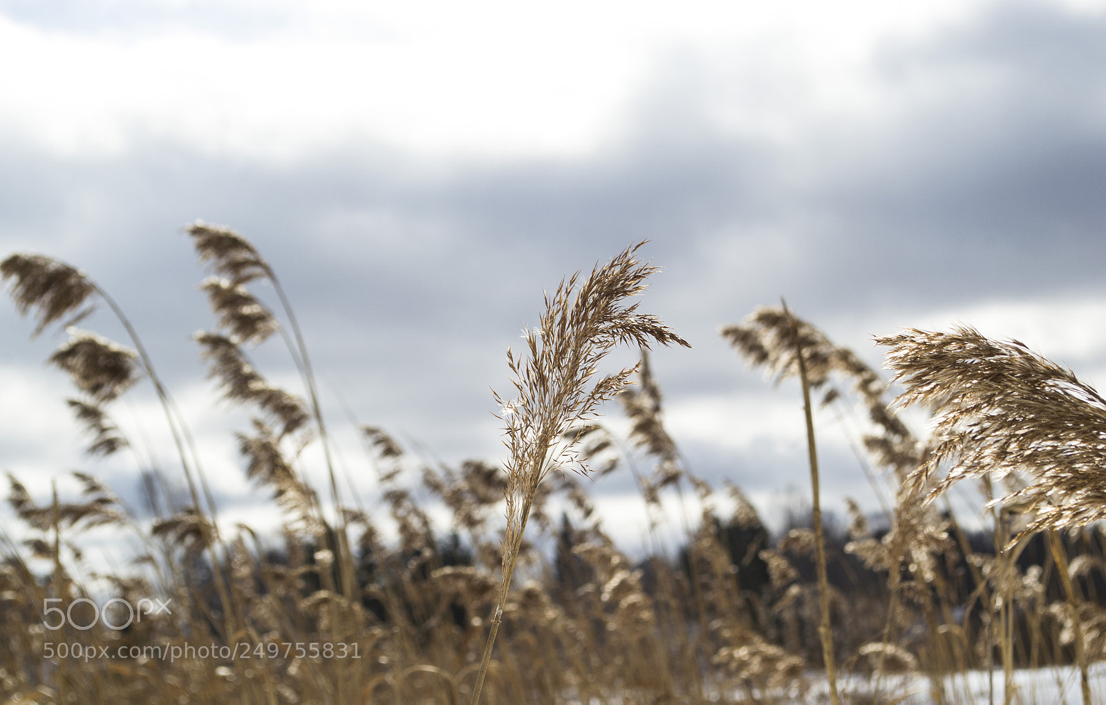 Nikon D3100 sample photo. красота проста photography