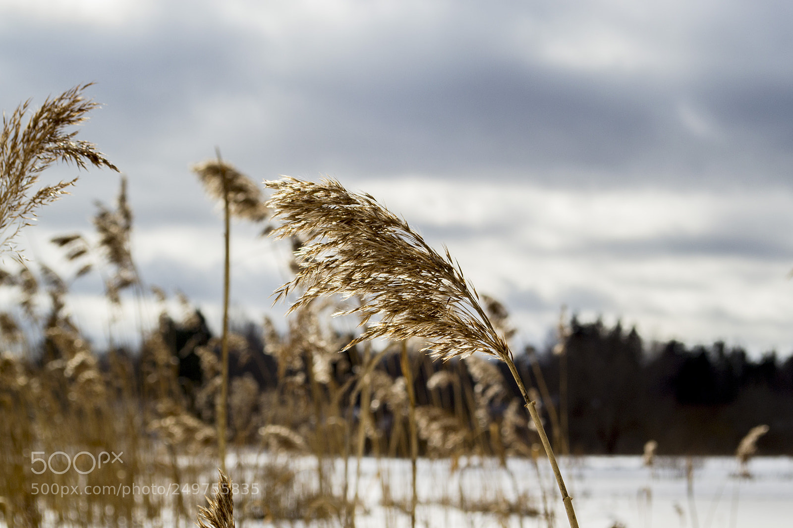 Nikon D3100 sample photo. колос photography