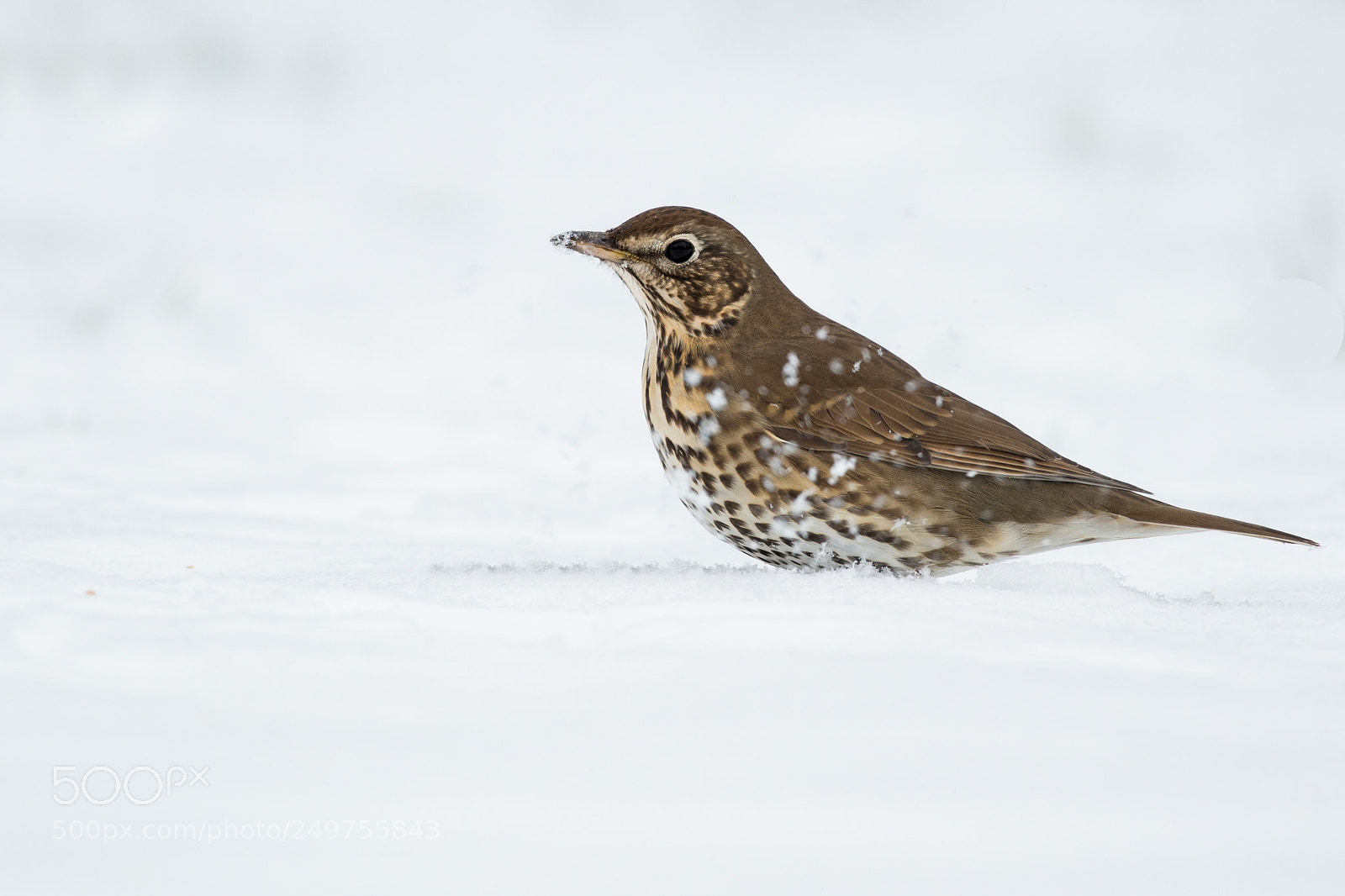 Nikon D800 sample photo. Song thrush in the photography