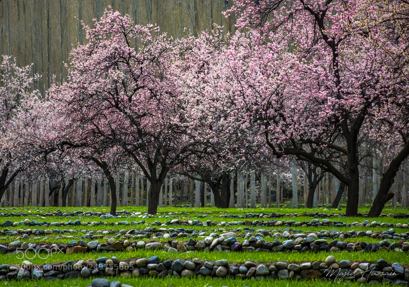Nikon D7200 sample photo. Spring blossom in shigar photography