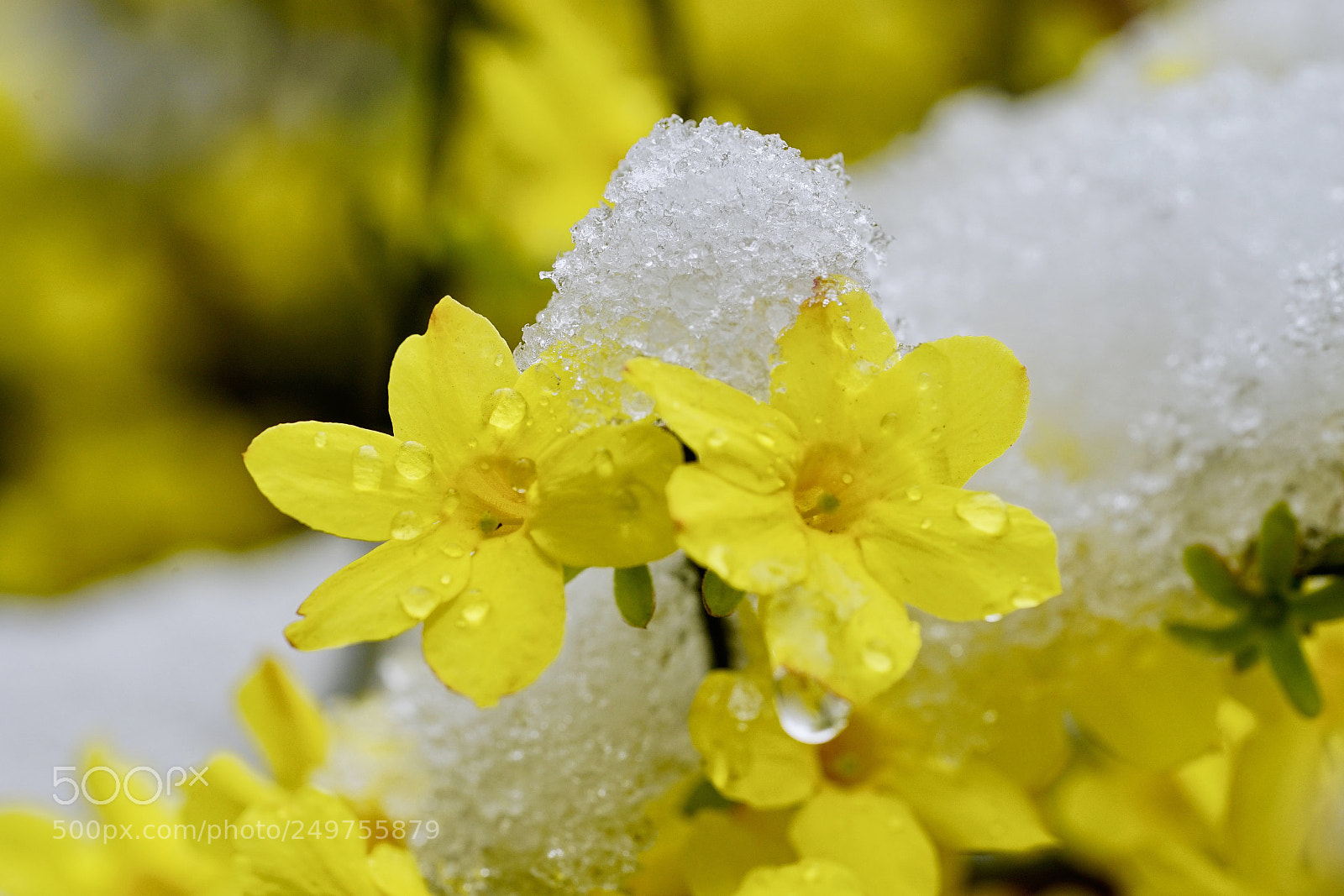 Sony a7 II sample photo. 晶莹 photography