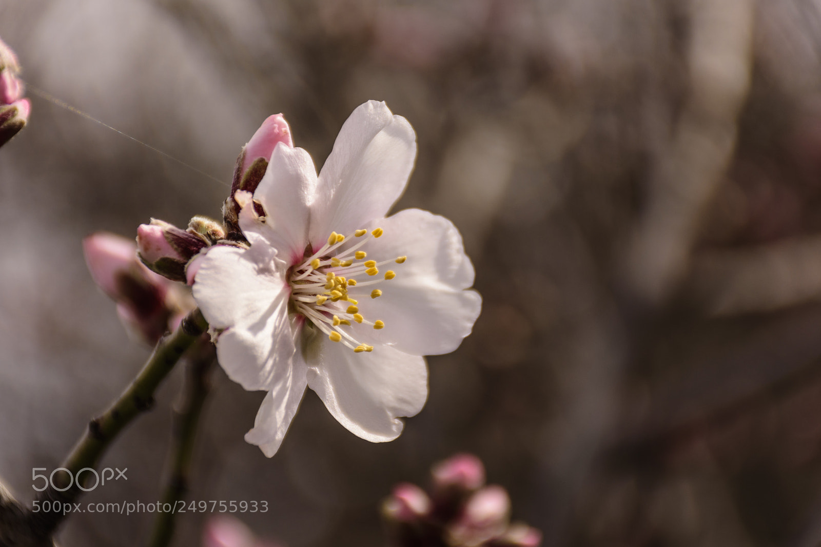 Nikon D7200 sample photo. Almond's tree flower photography