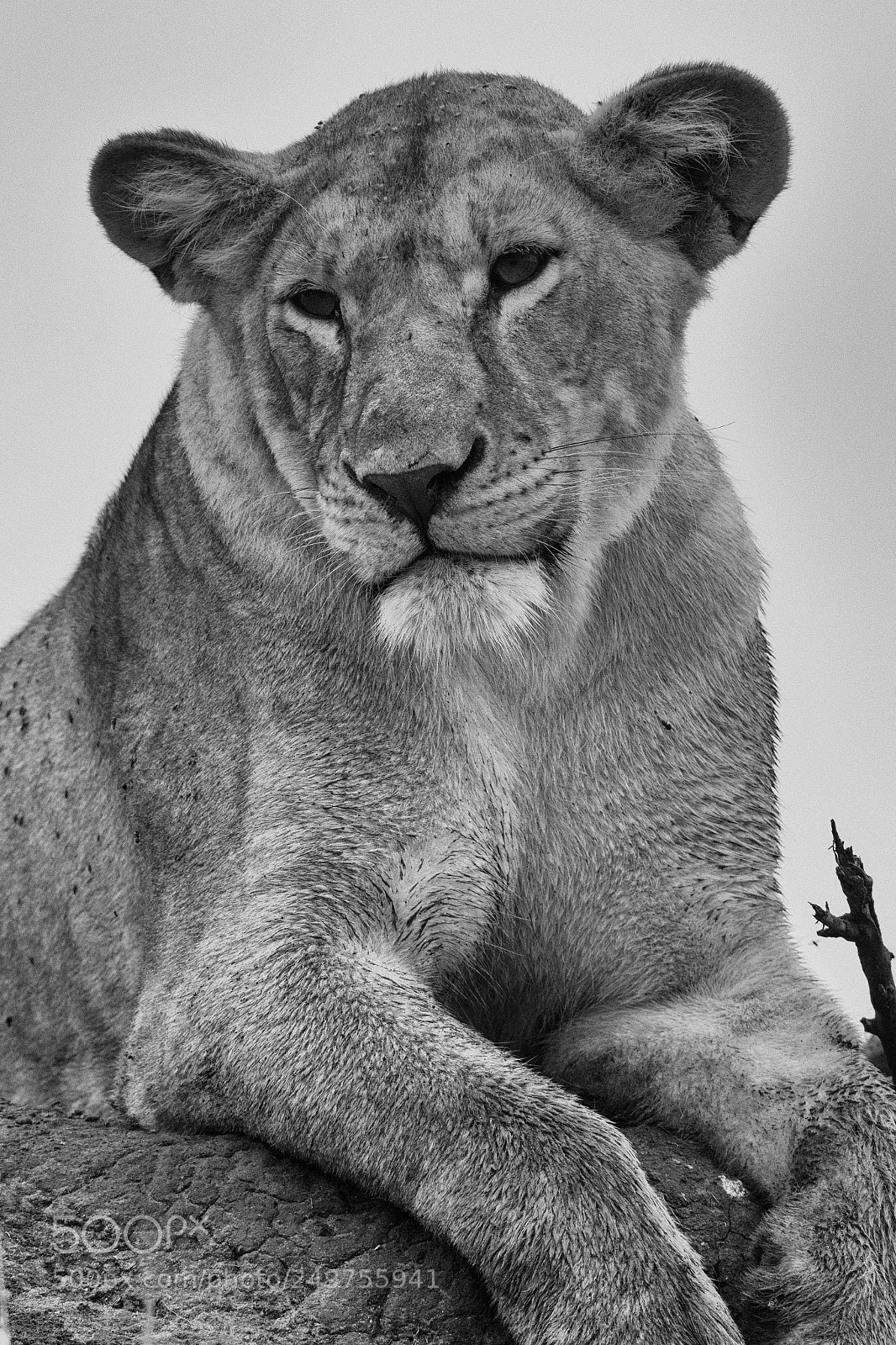 Nikon D500 sample photo. Lioness in black and photography