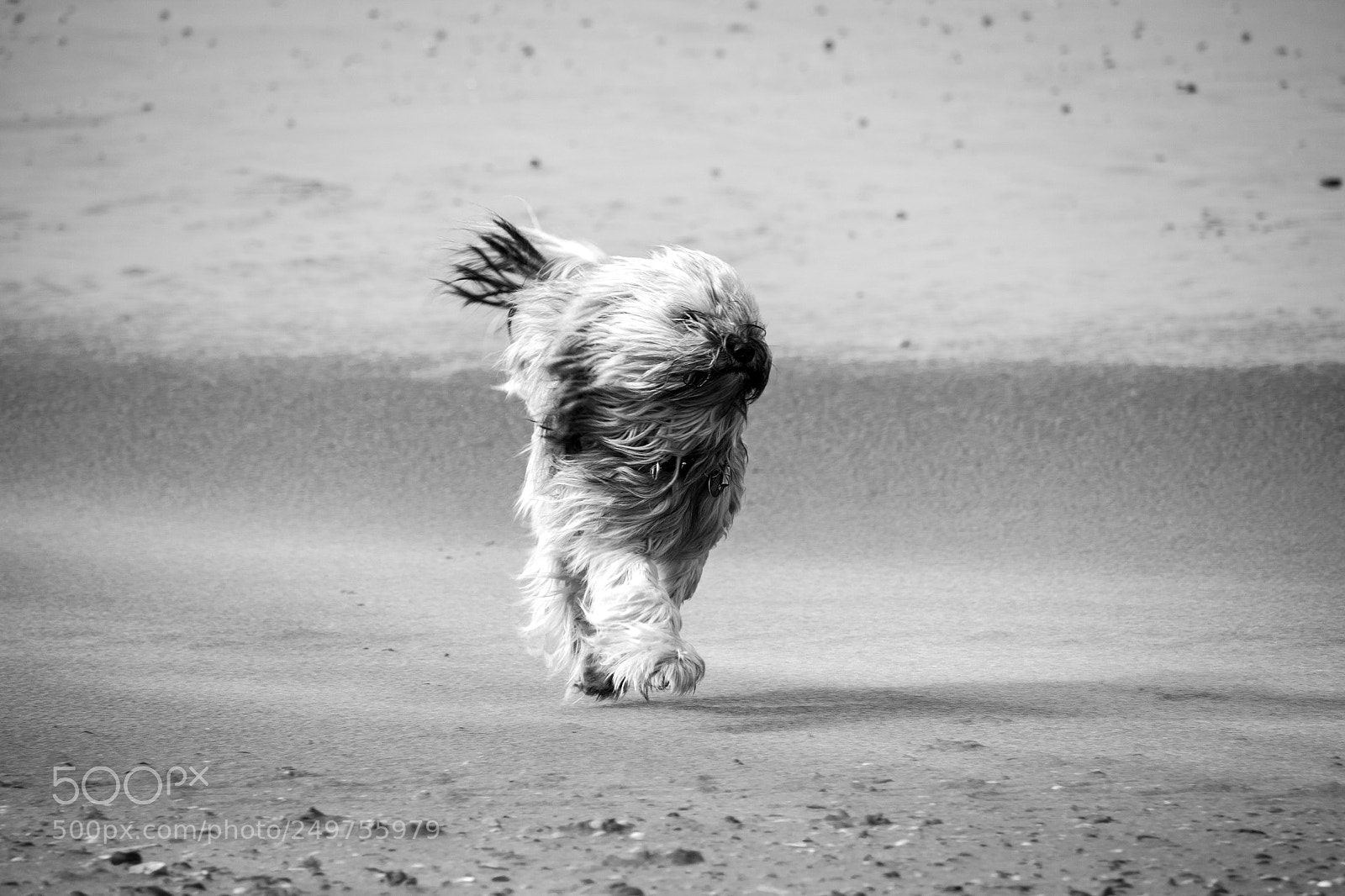 Canon EOS 7D Mark II sample photo. Dog on beach photography