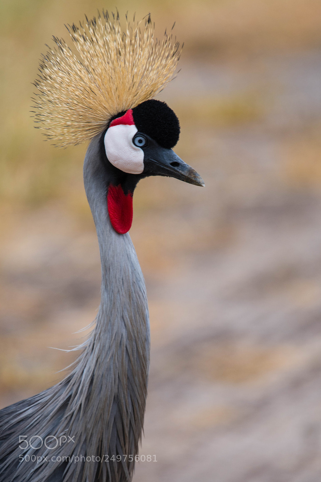 Nikon D500 sample photo. Crowned crane photography