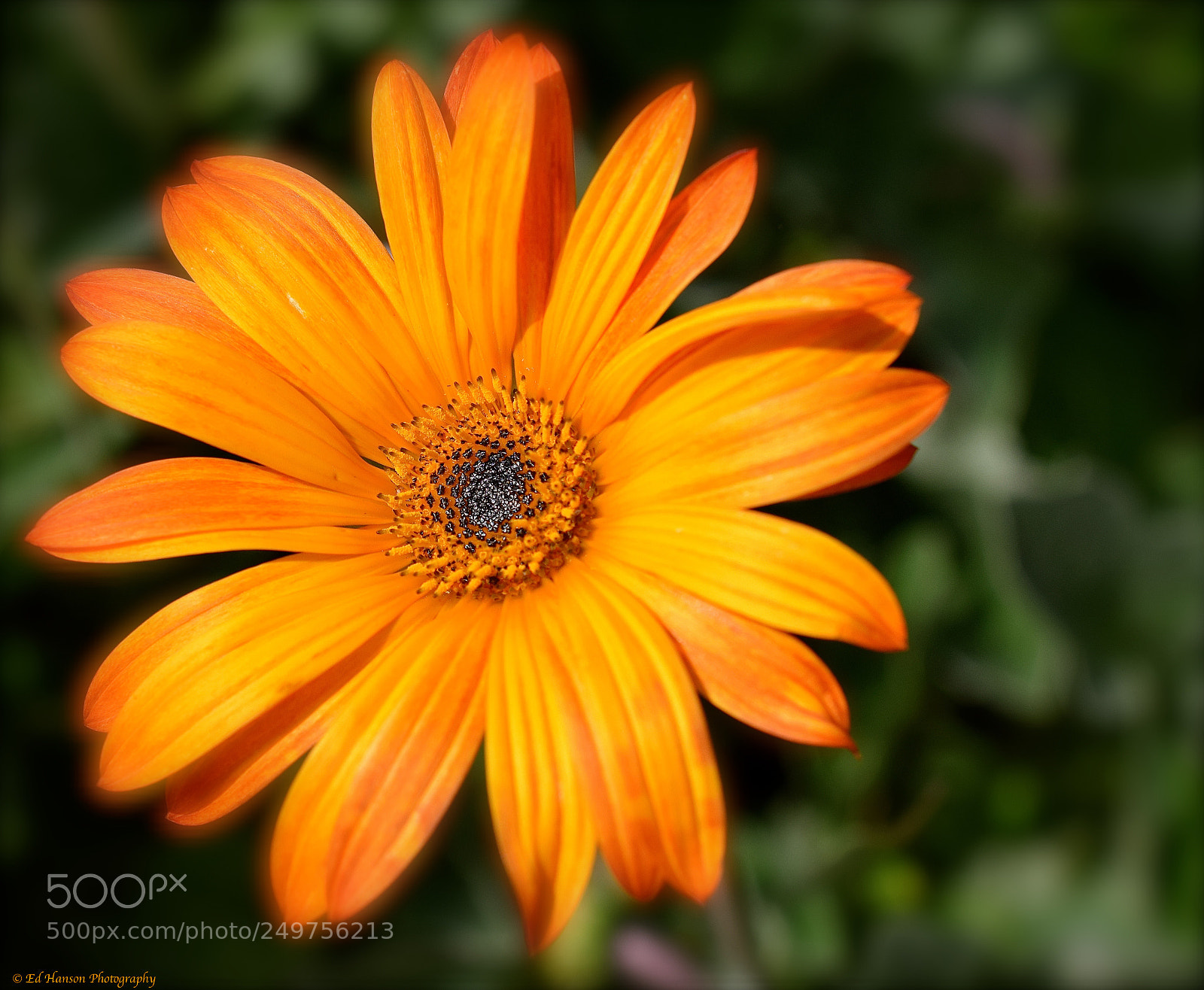 Nikon D3300 sample photo. Soft edges photography