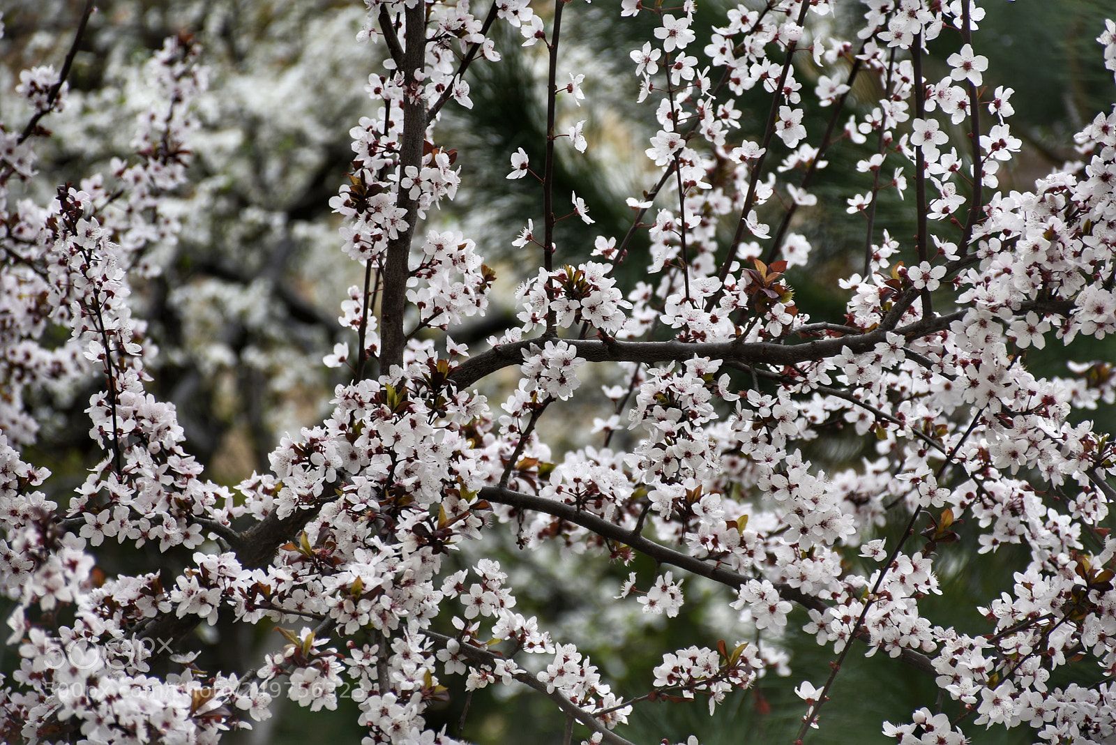 Nikon D7200 sample photo. Spring photography