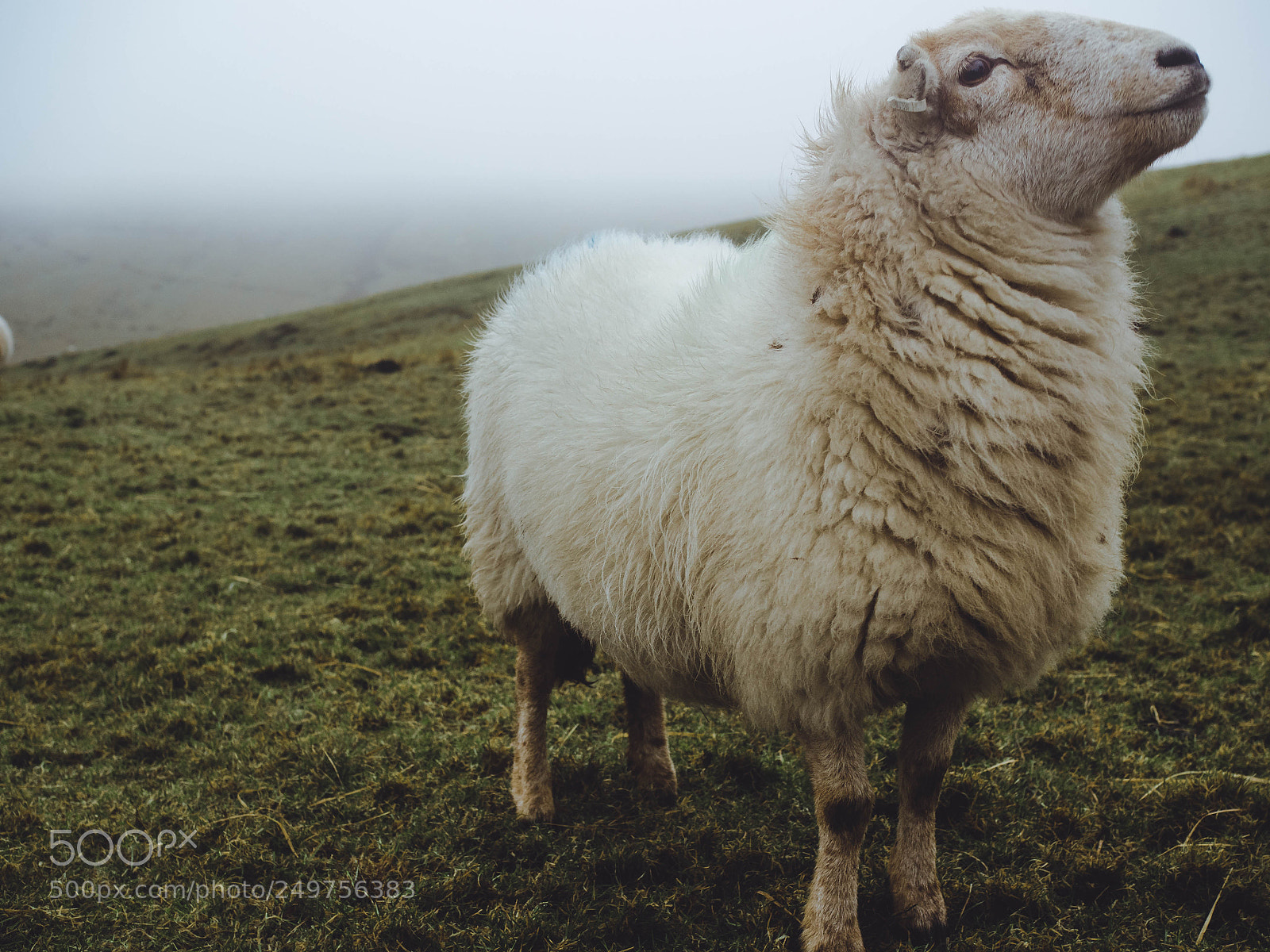 Olympus OM-D E-M5 II sample photo. Friendly welsh sheep photography