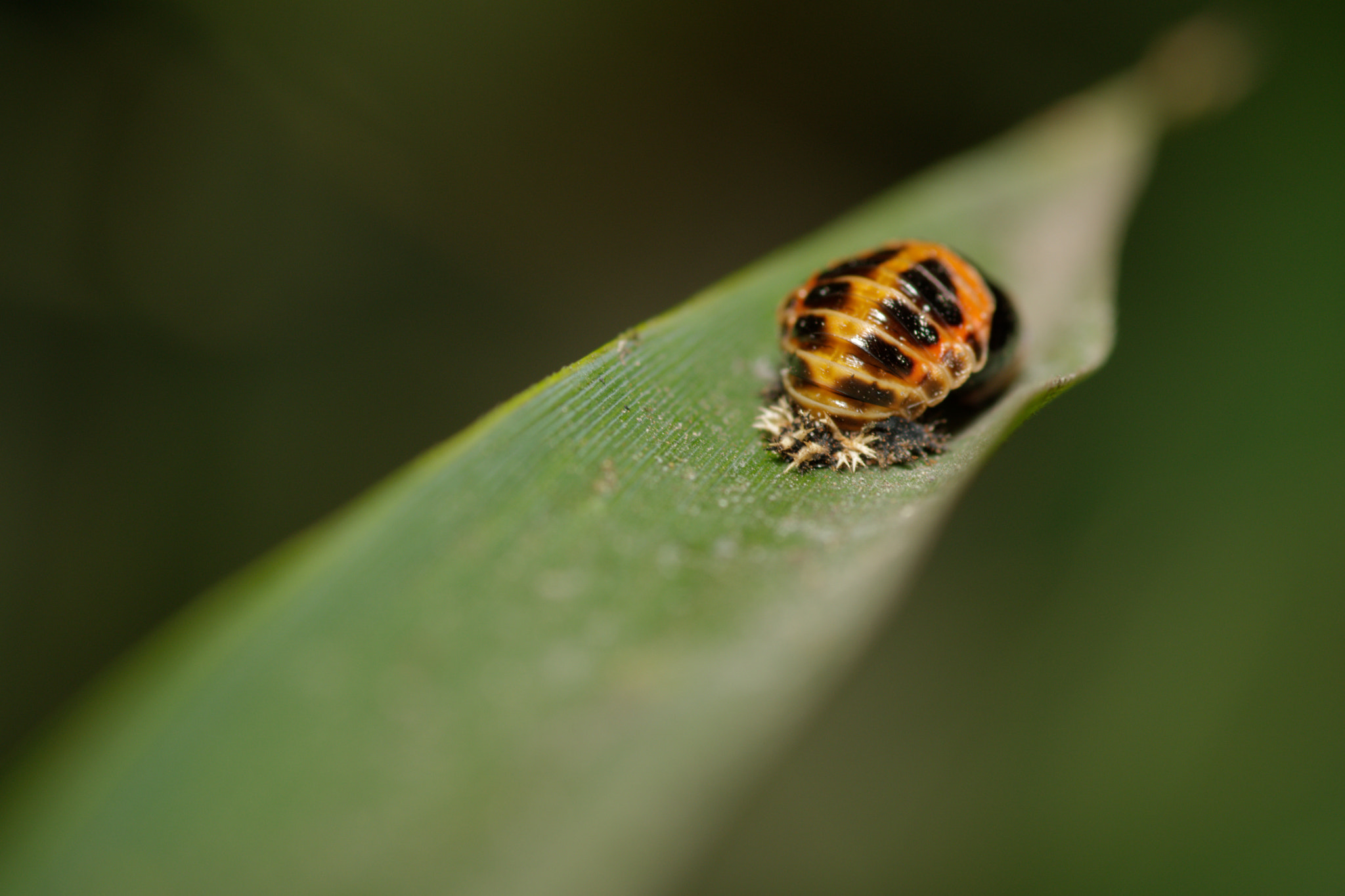 Nikon D500 sample photo