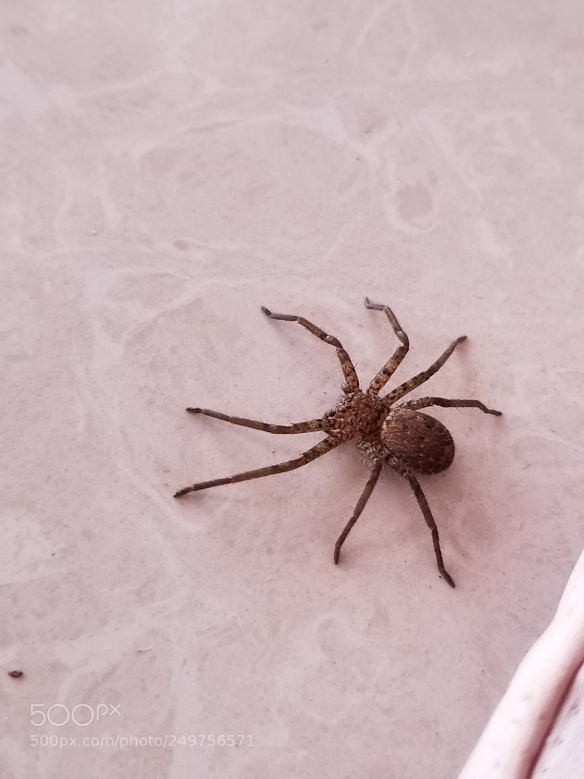 Samsung Galaxy S8+ sample photo. Large size spider at photography