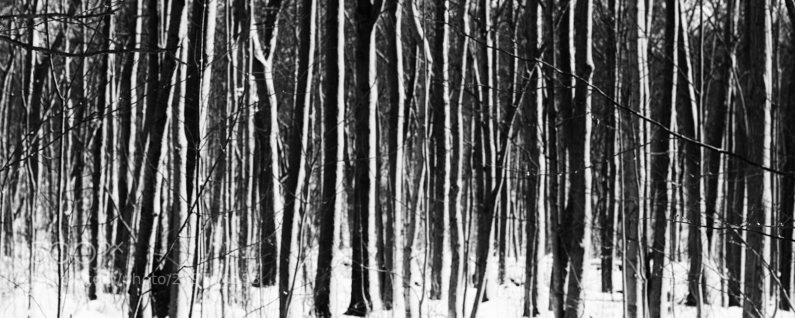 Nikon D3100 sample photo. Winter trees photography