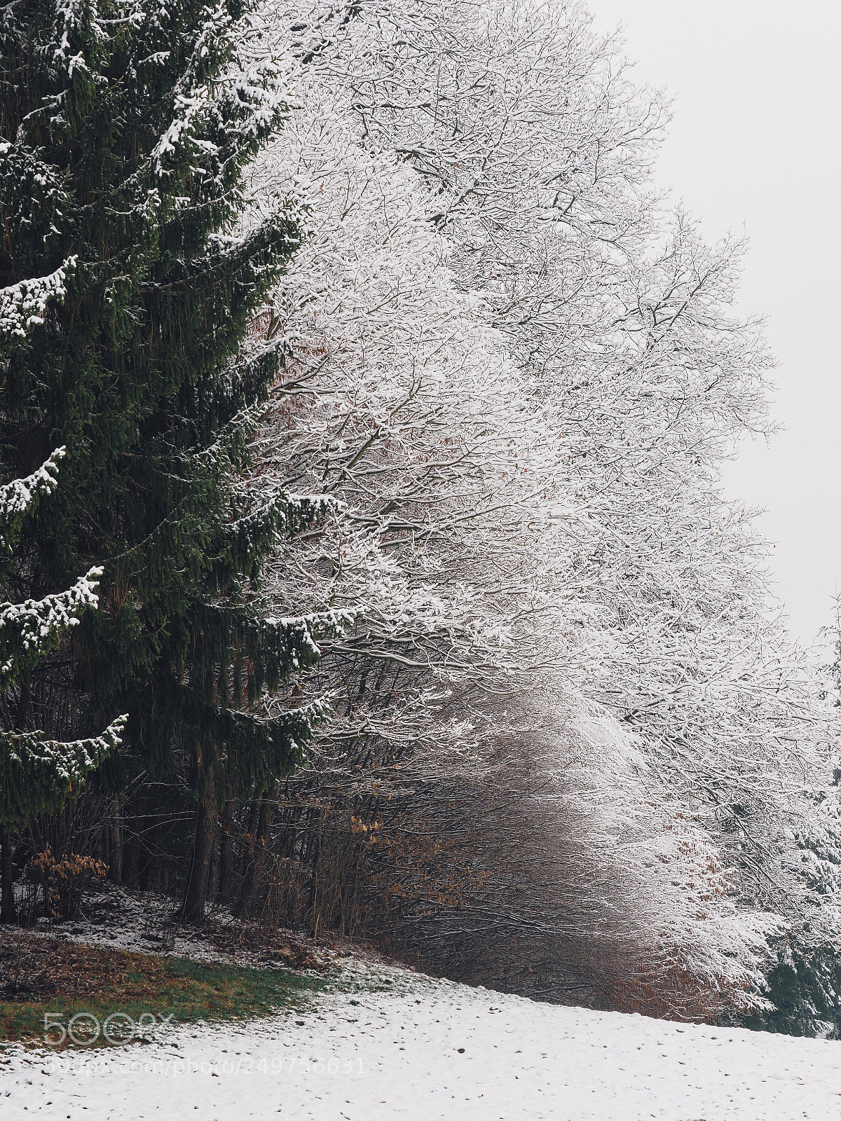 Olympus OM-D E-M1 Mark II sample photo. Winter comes to an photography