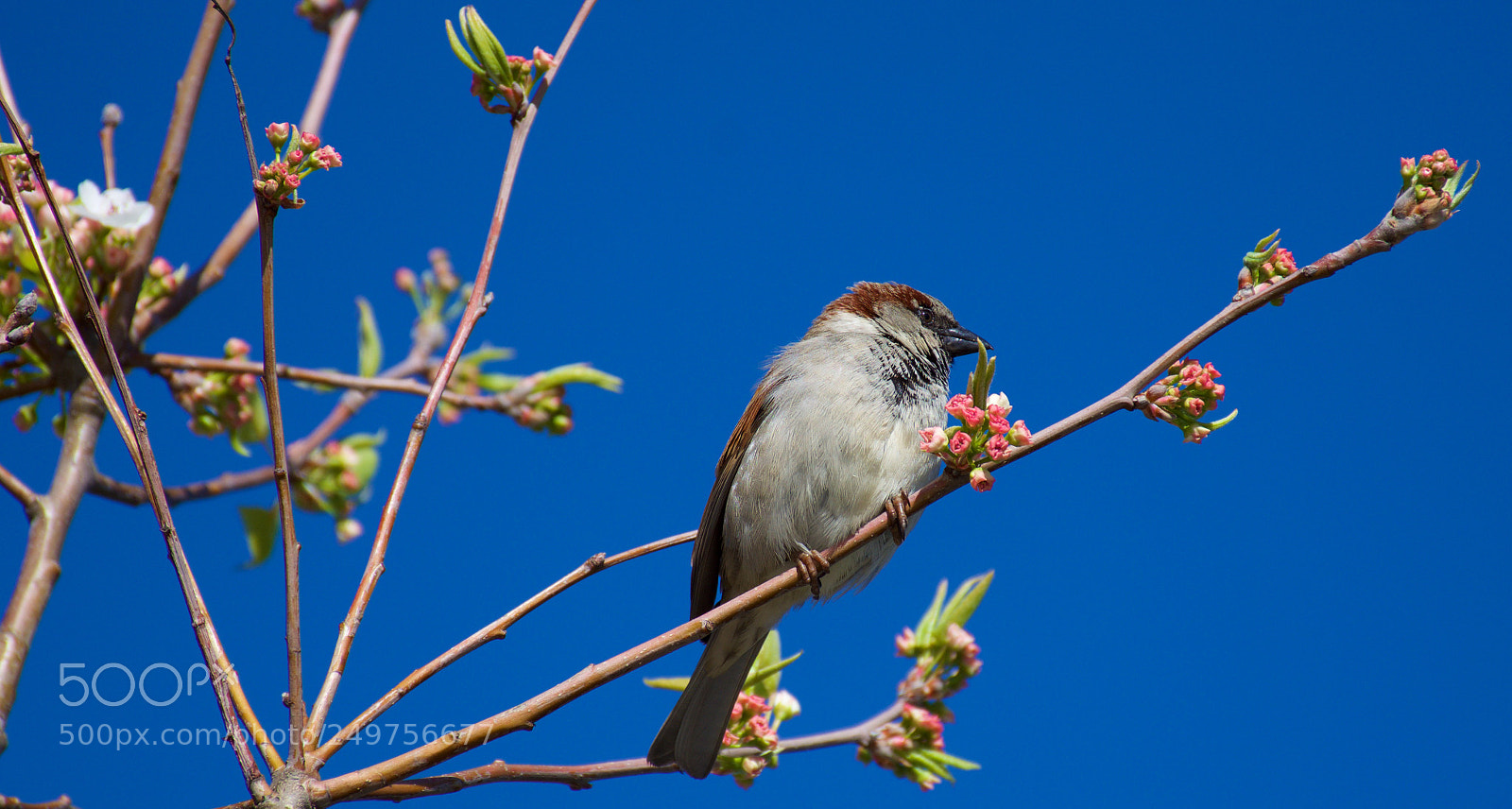 Nikon D7200 sample photo. Gorrión en invierno. photography