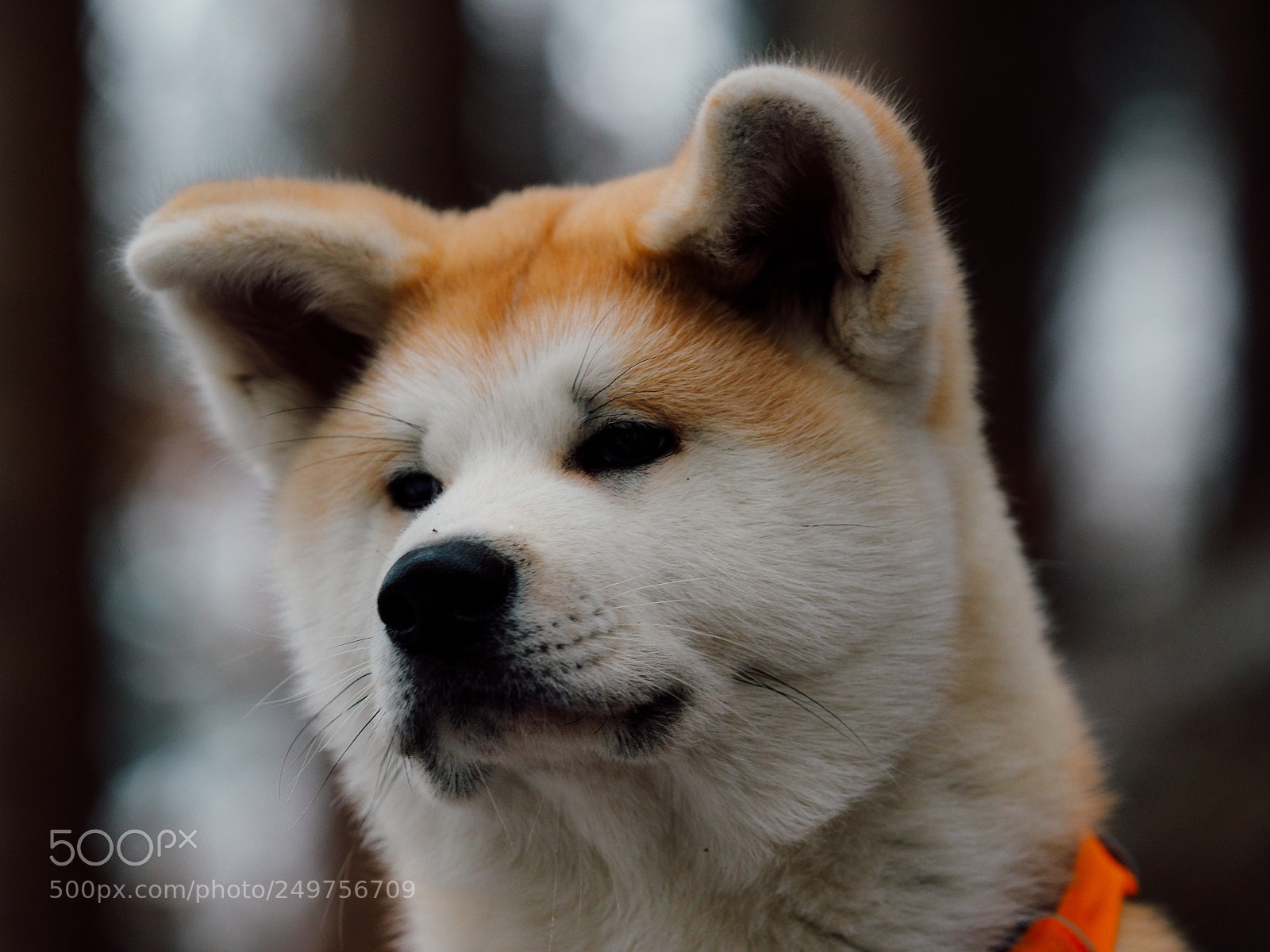 Olympus OM-D E-M1 Mark II sample photo. Big boy photography