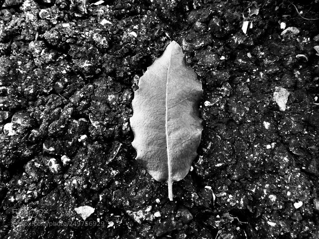 Nikon Coolpix P610 sample photo. Leaf on the road photography