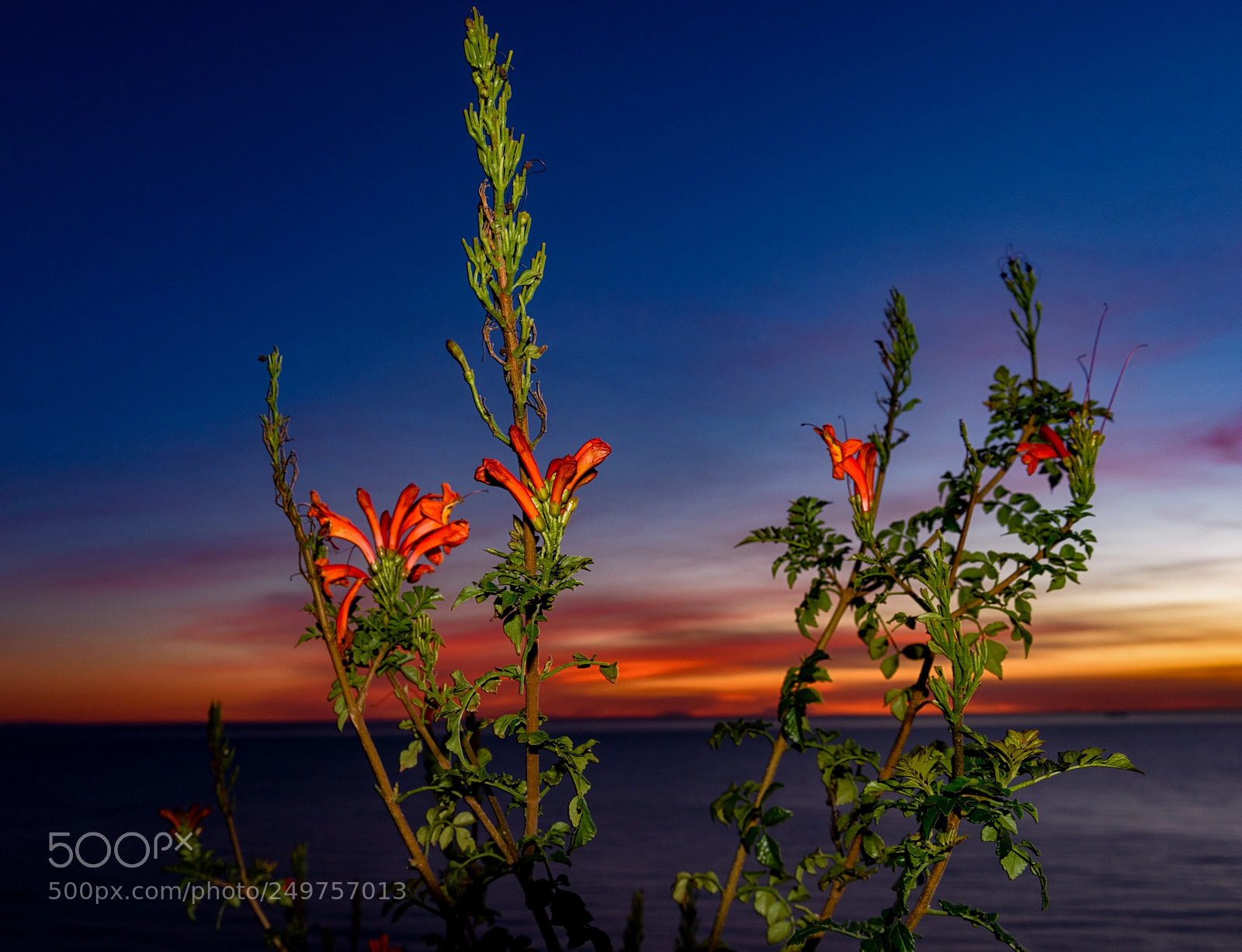 Nikon D810 sample photo. Atardacer caliente photography