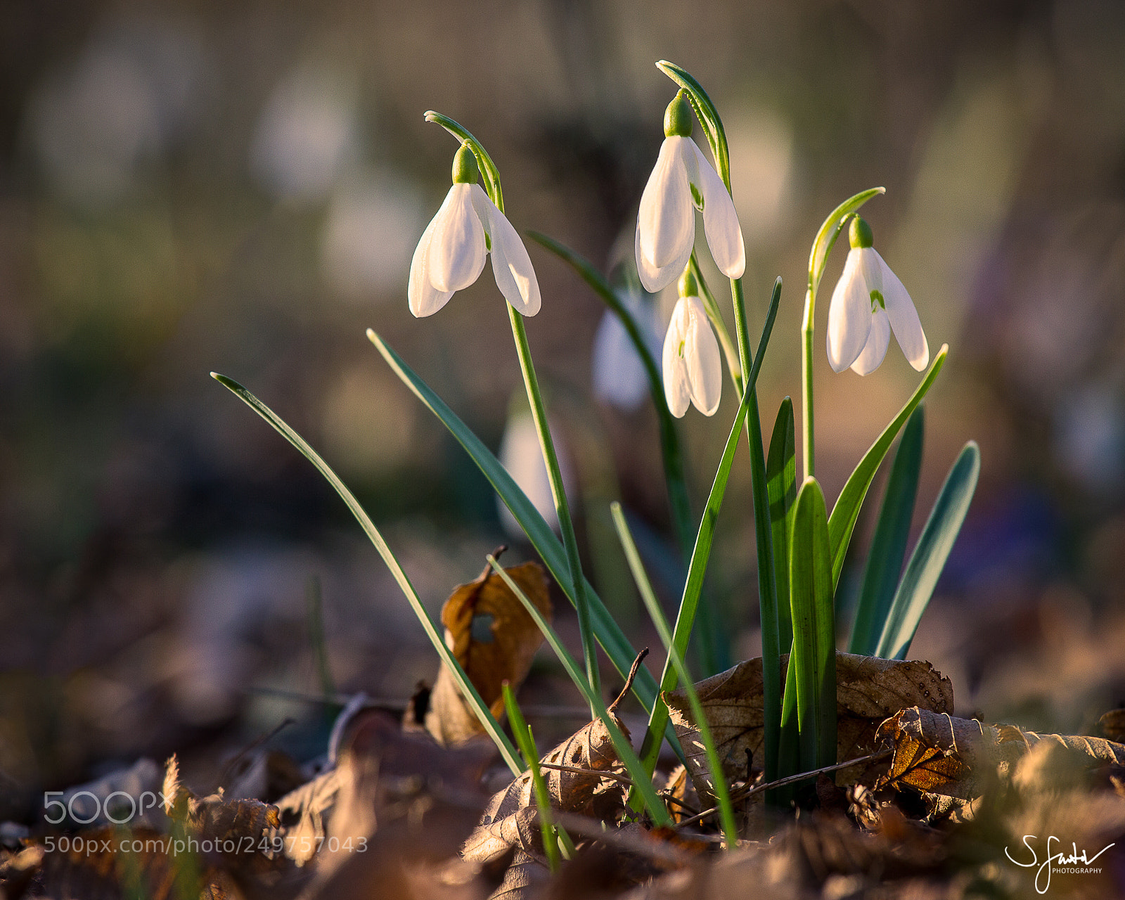 Canon EOS 60D sample photo. Snowdrops ii. photography