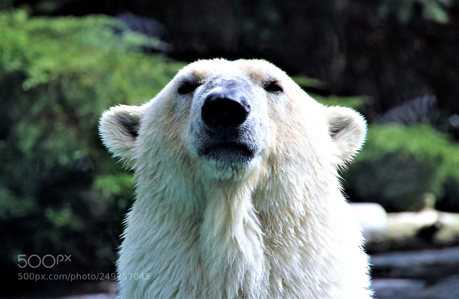 Canon EOS 600D (Rebel EOS T3i / EOS Kiss X5) sample photo. Hautain polar bear photography