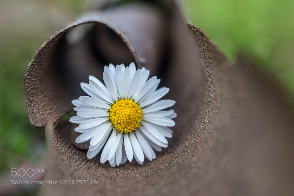 Pentax K-5 II sample photo. Tout en rondeur et photography
