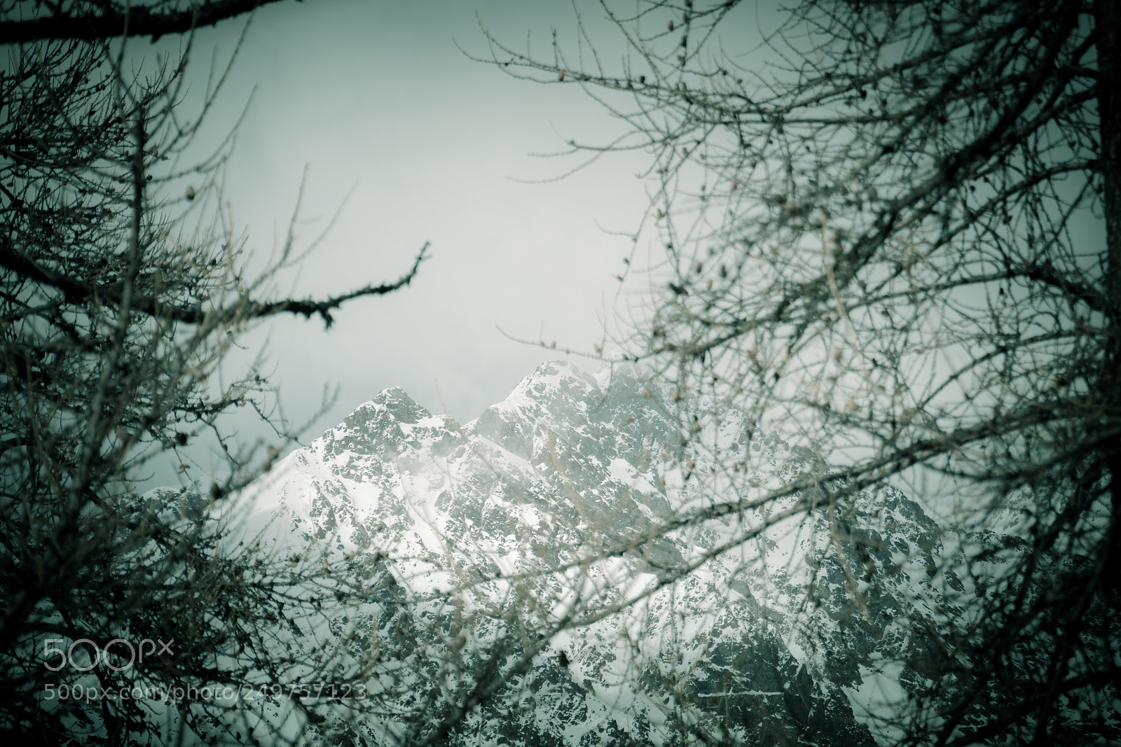 Nikon D500 sample photo. Winter sugar photography