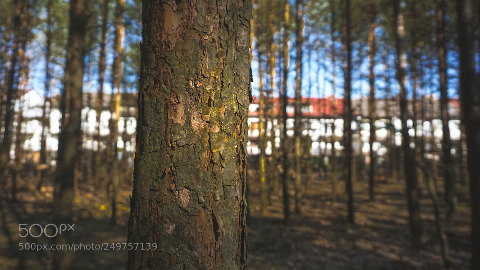 Sony a6000 sample photo. Tree photography