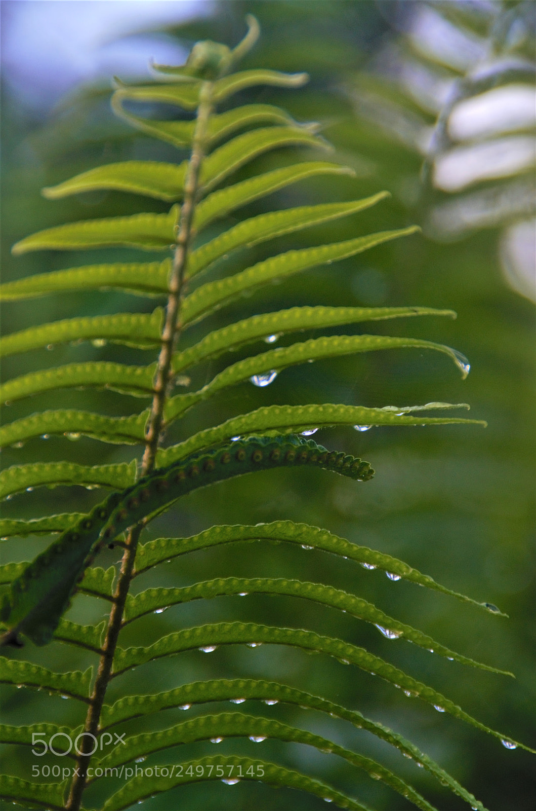 Nikon D7000 sample photo. Ferns... photography