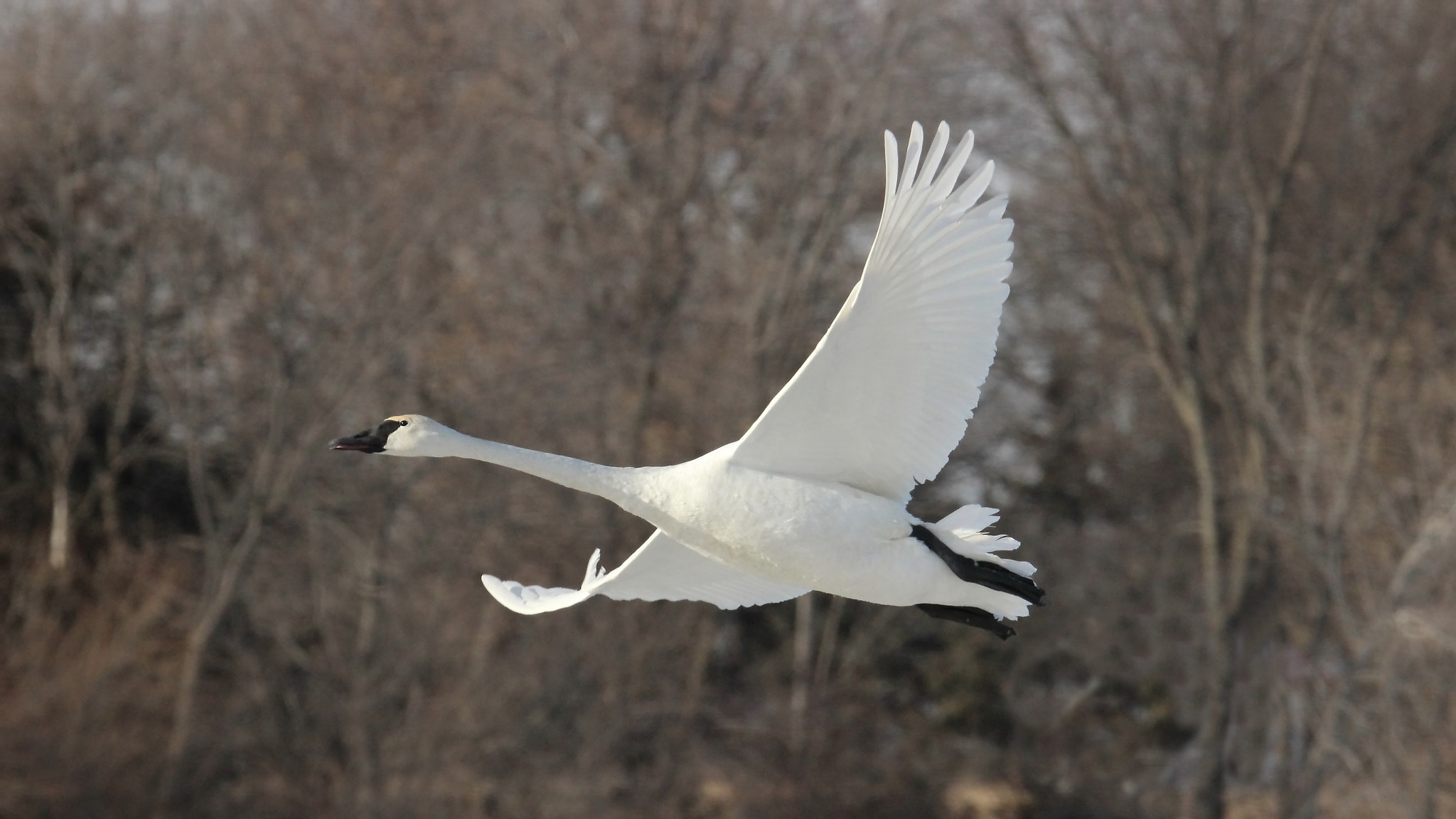 Canon EOS 600D (Rebel EOS T3i / EOS Kiss X5) + Tamron SP 150-600mm F5-6.3 Di VC USD sample photo. Trumpeter swan takes flight photography