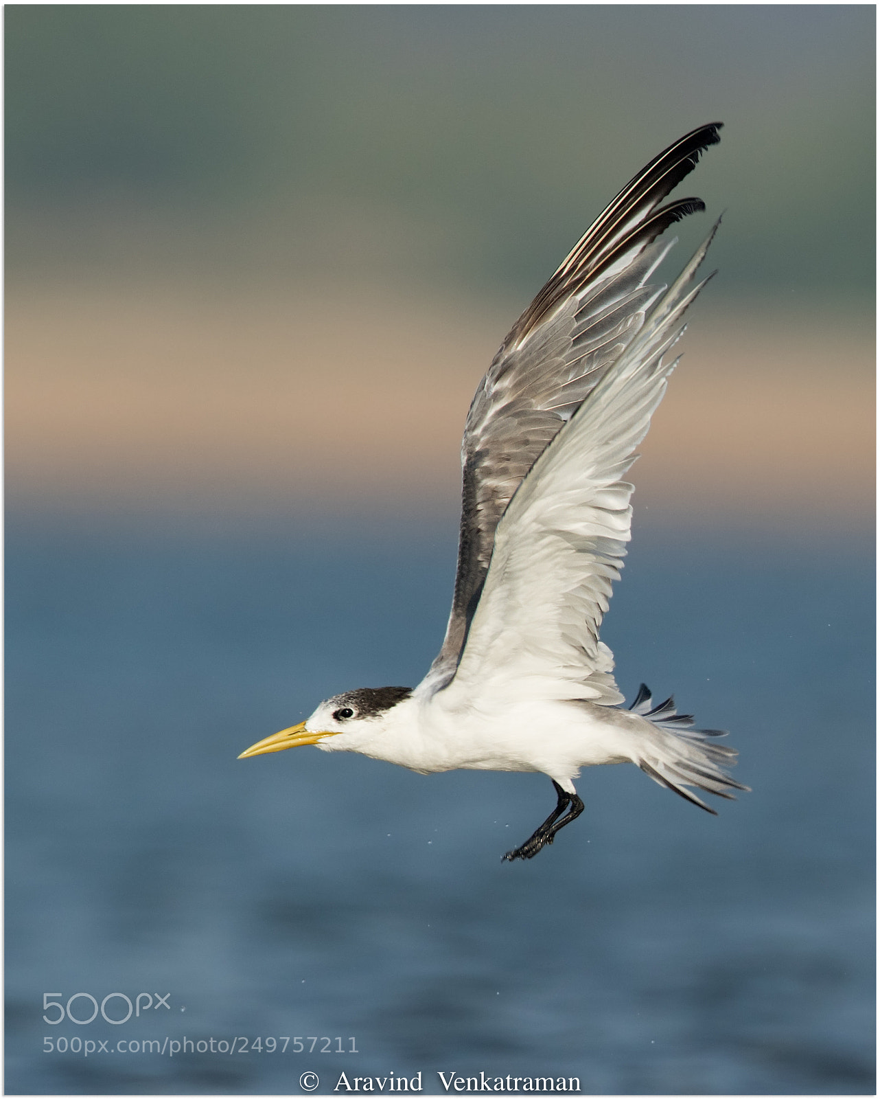 Canon EOS 7D Mark II sample photo. Greater crested tern photography