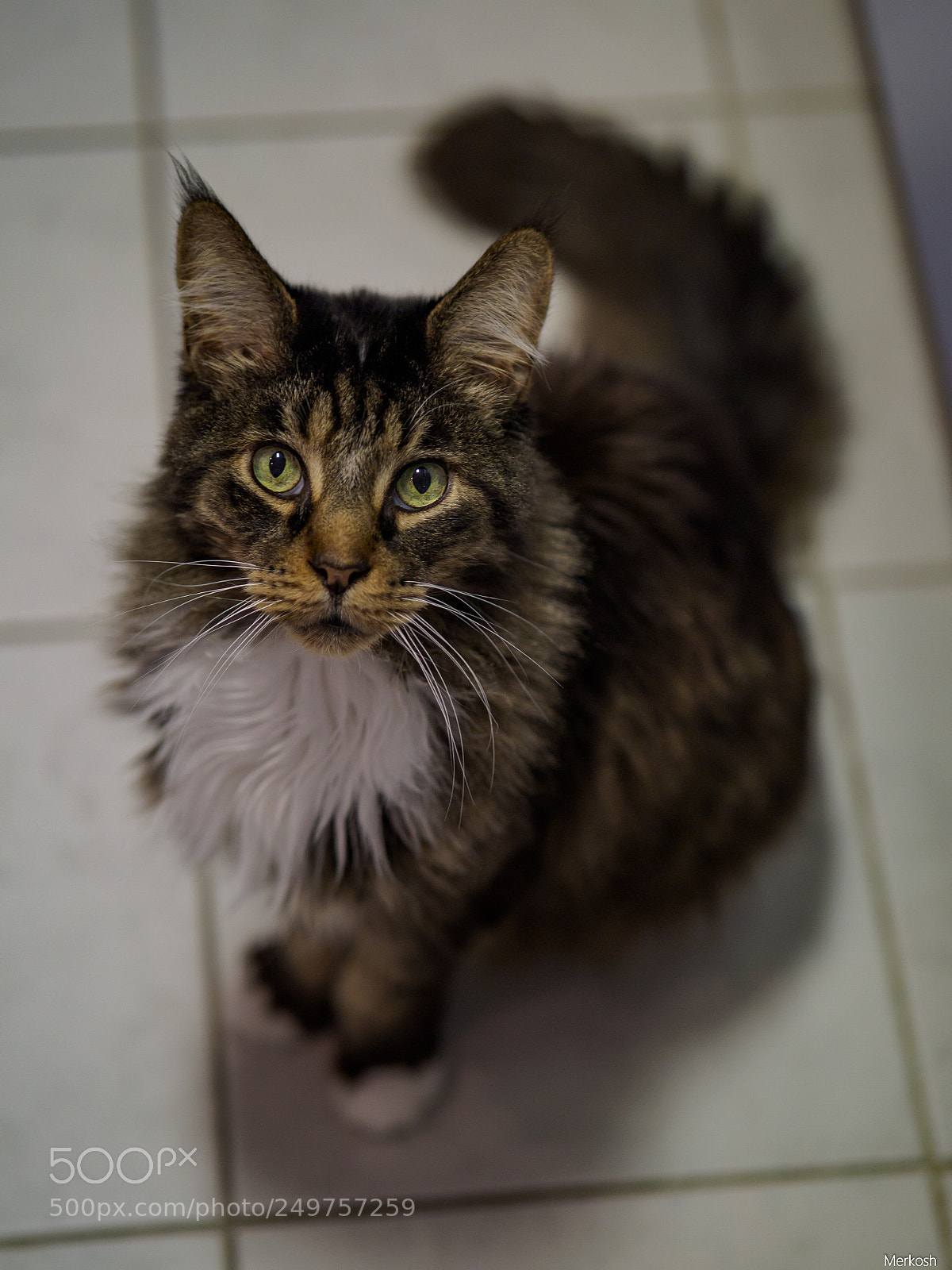 Olympus OM-D E-M1 Mark II sample photo. Feed me photography