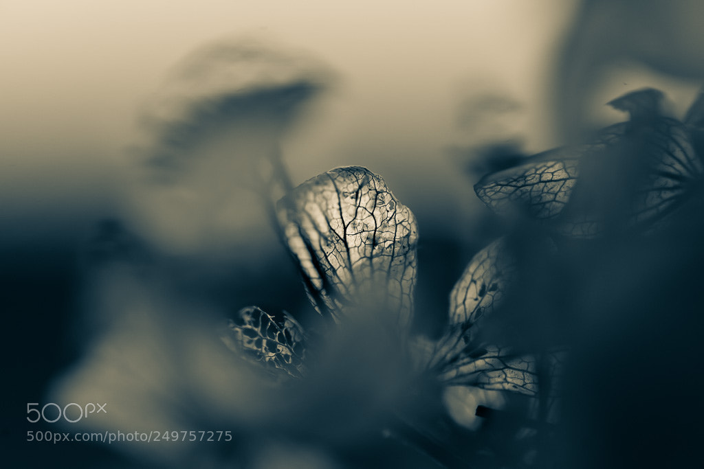 Sony a7 II sample photo. Stained nature photography