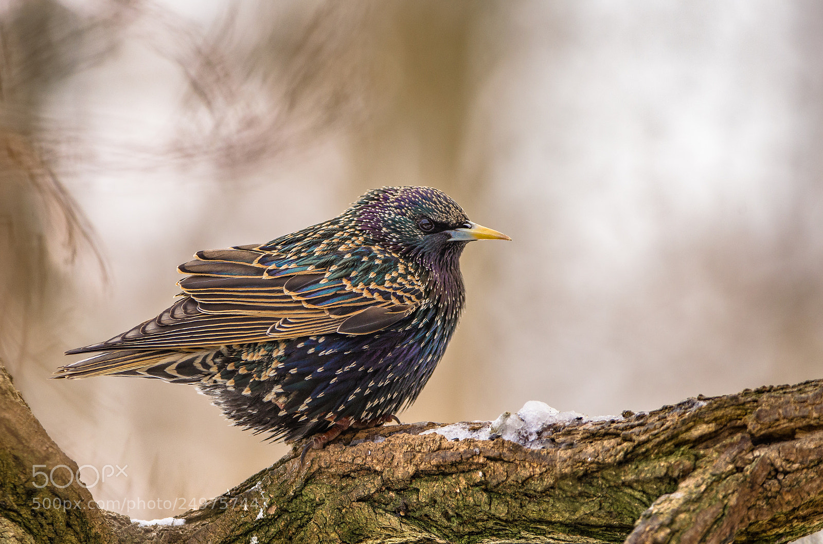 Nikon D5100 sample photo. Common starling photography