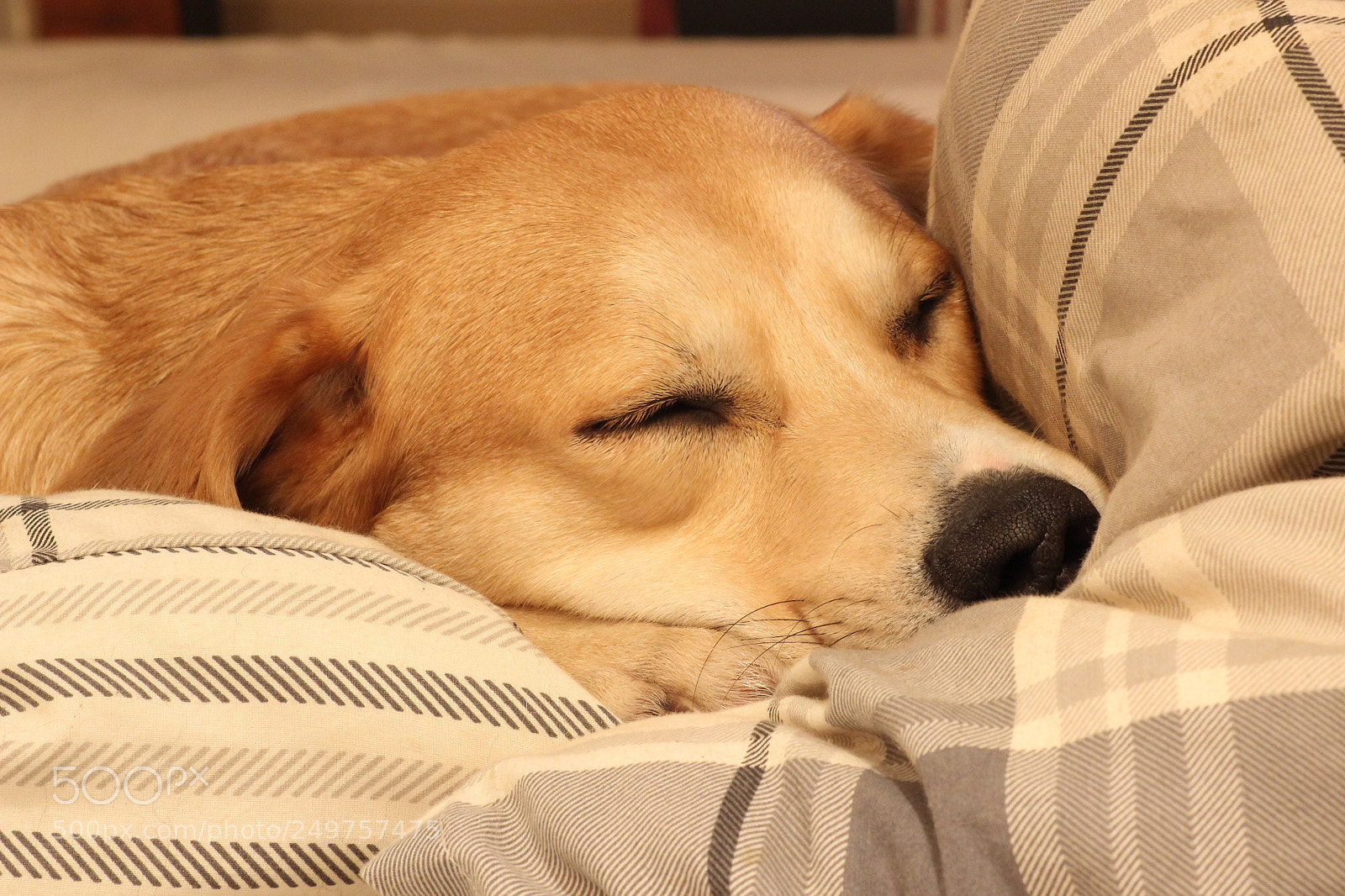 Canon EOS 600D (Rebel EOS T3i / EOS Kiss X5) sample photo. Sleeping bojo photography