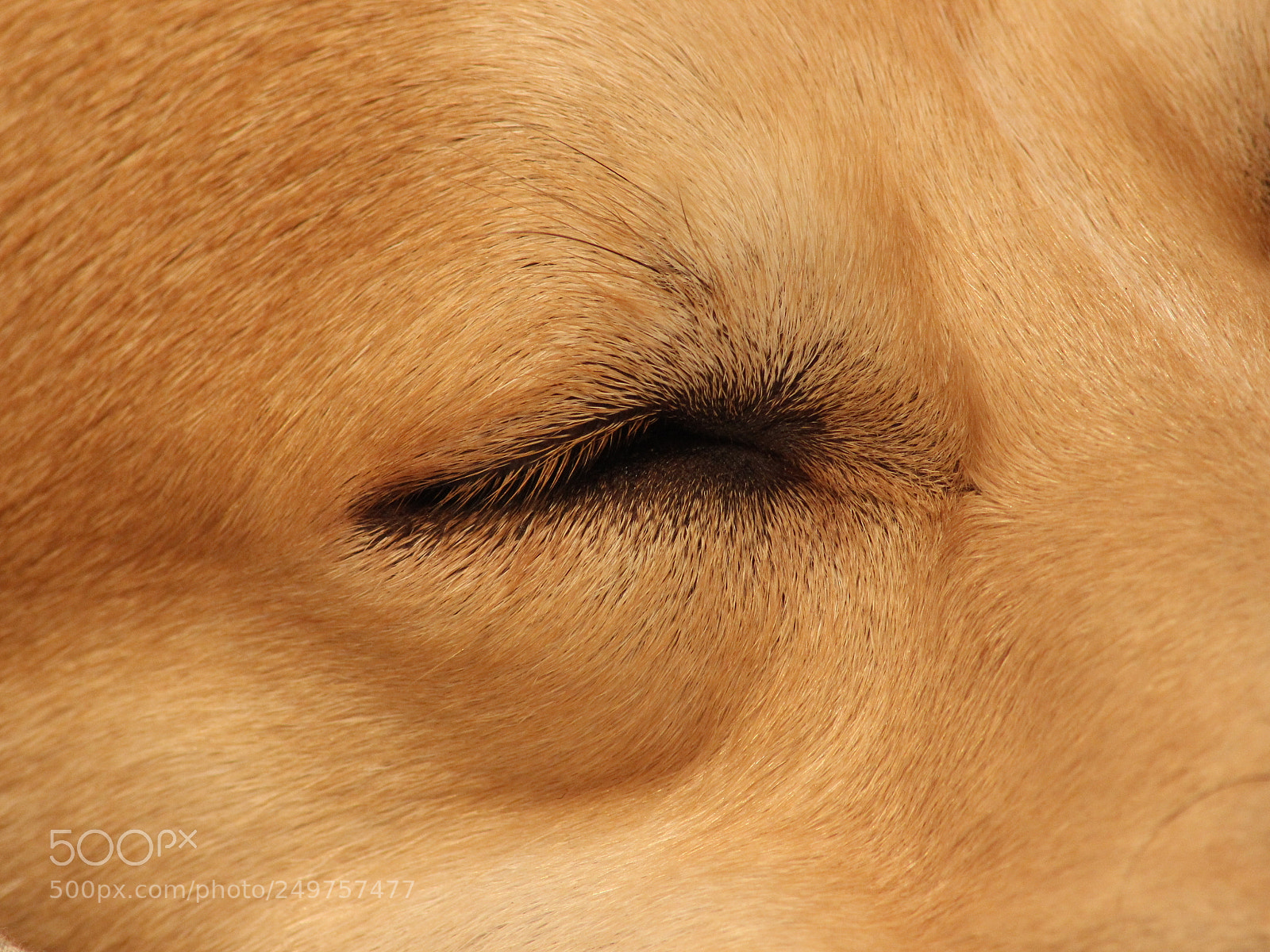 Canon EOS 600D (Rebel EOS T3i / EOS Kiss X5) sample photo. Sleeping bojo photography