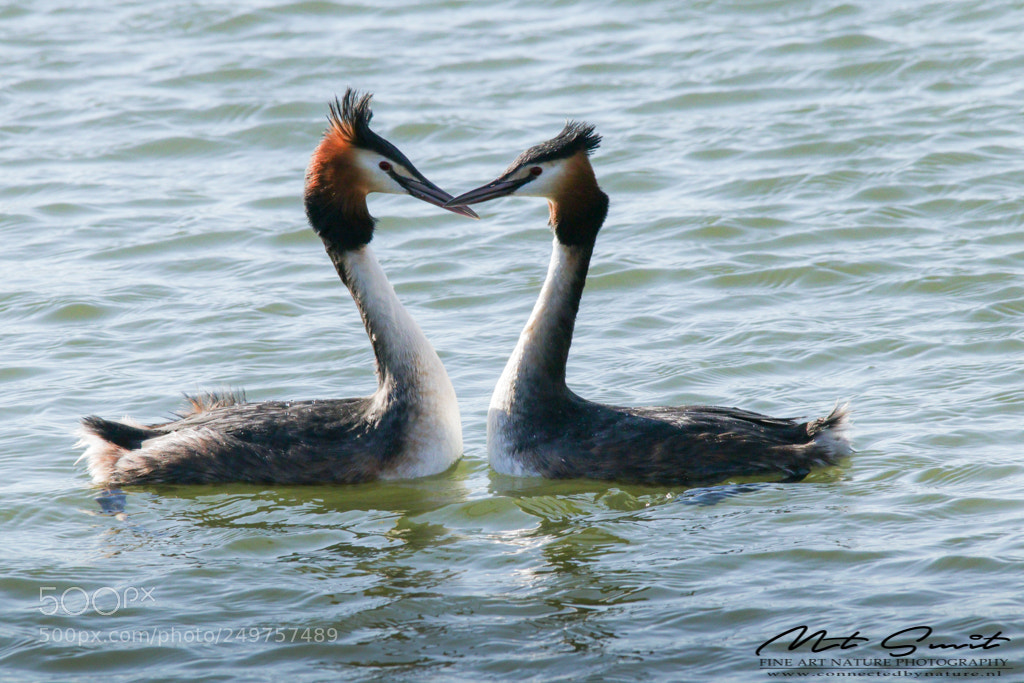 Canon EOS 80D sample photo. Grebes courting photography