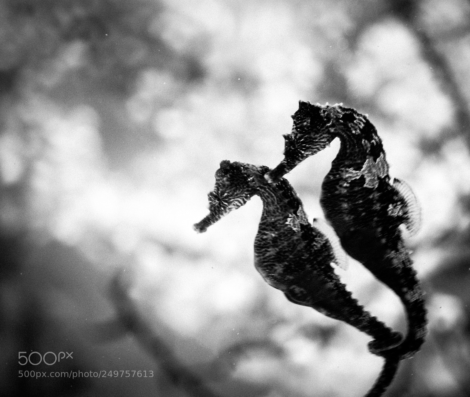 Canon EOS 7D Mark II sample photo. Underwater love photography