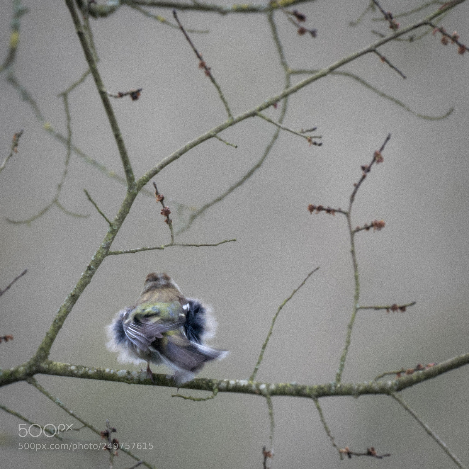 Nikon D5300 sample photo. Chaffinch photography