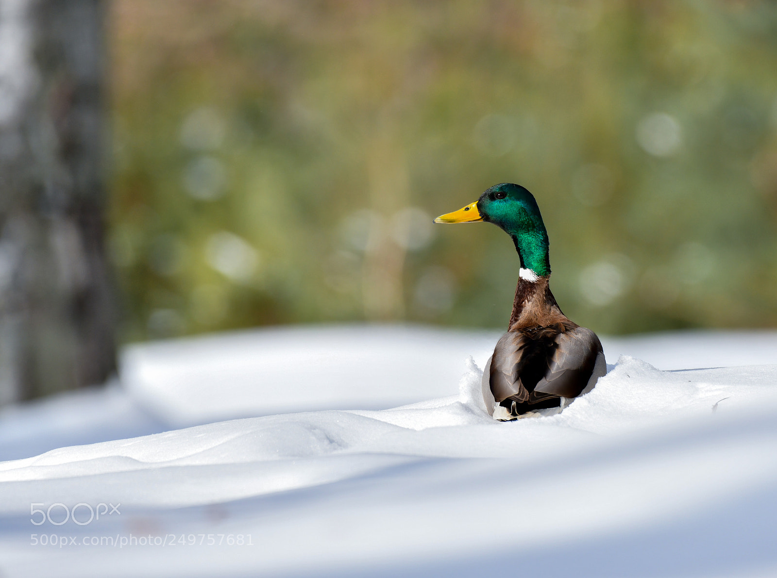Nikon D850 sample photo. Winter duck. photography