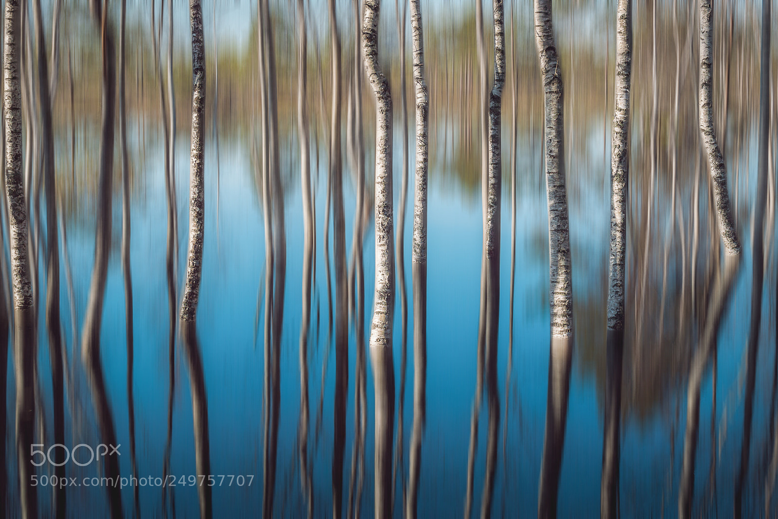 Nikon D3200 sample photo. Forest on the water photography
