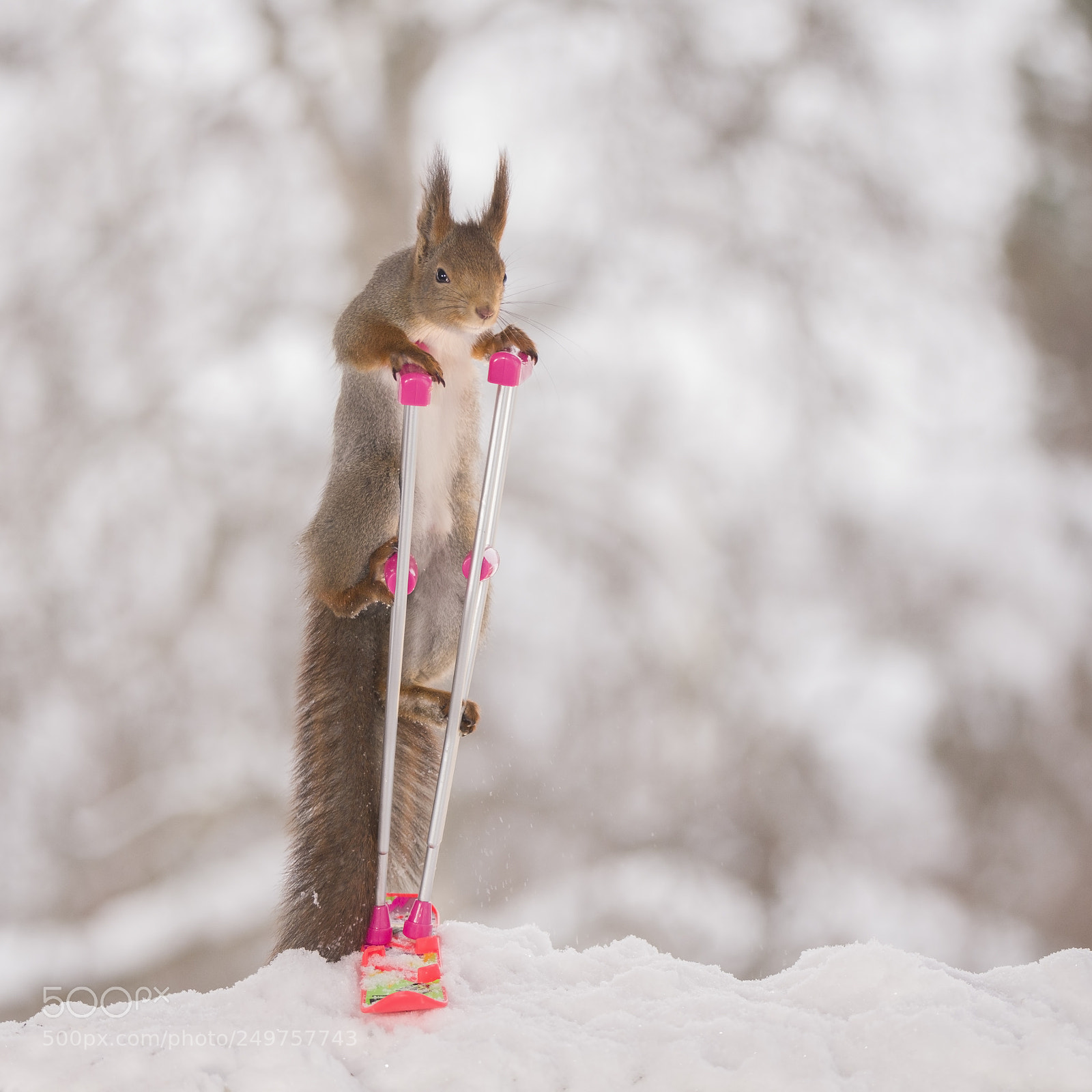 Nikon D810 sample photo. Red squirrel holding crutches photography