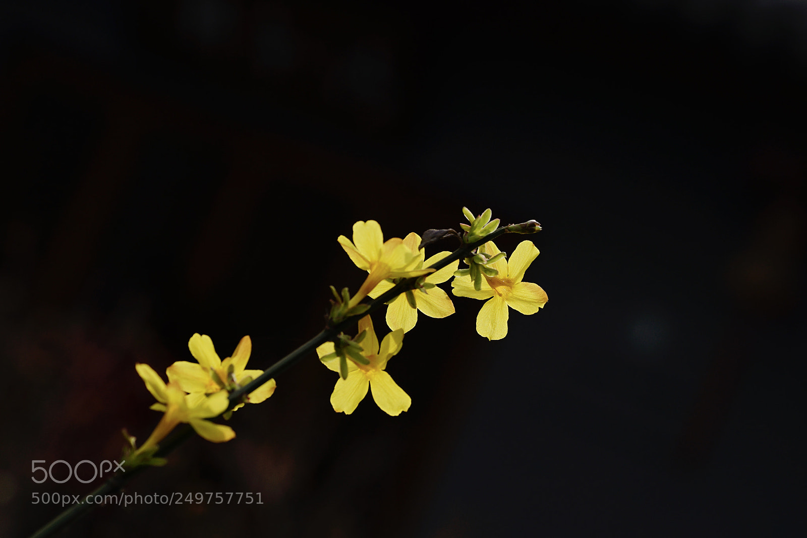 Sony a7 II sample photo. 光彩 photography