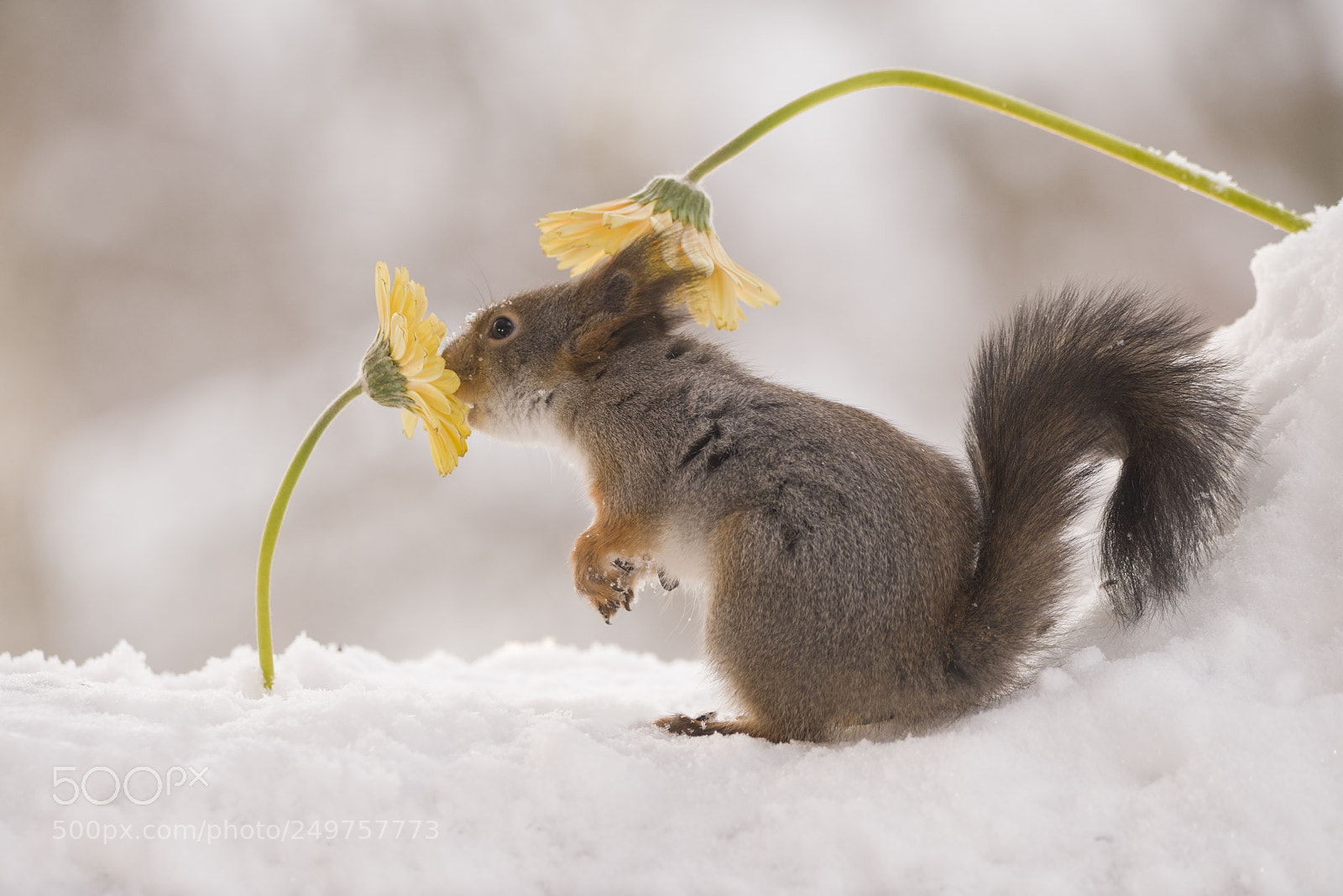 Nikon D810 sample photo. Red squirrel smelling a photography