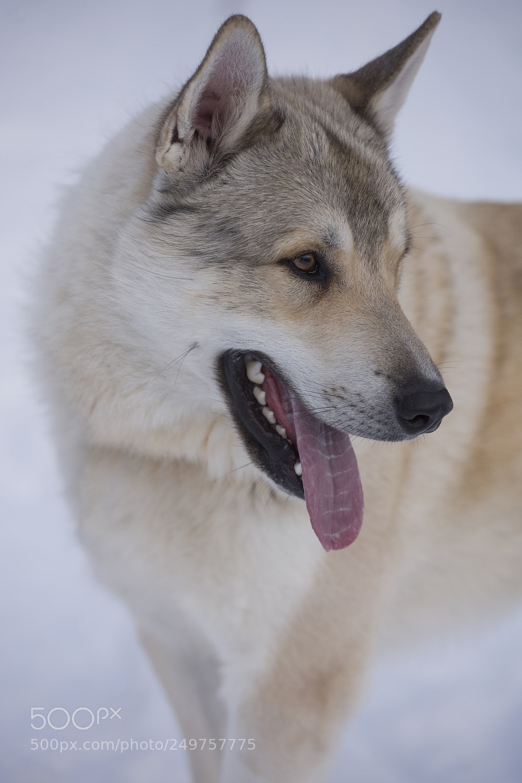 Nikon D810 sample photo. Portrait of an german photography
