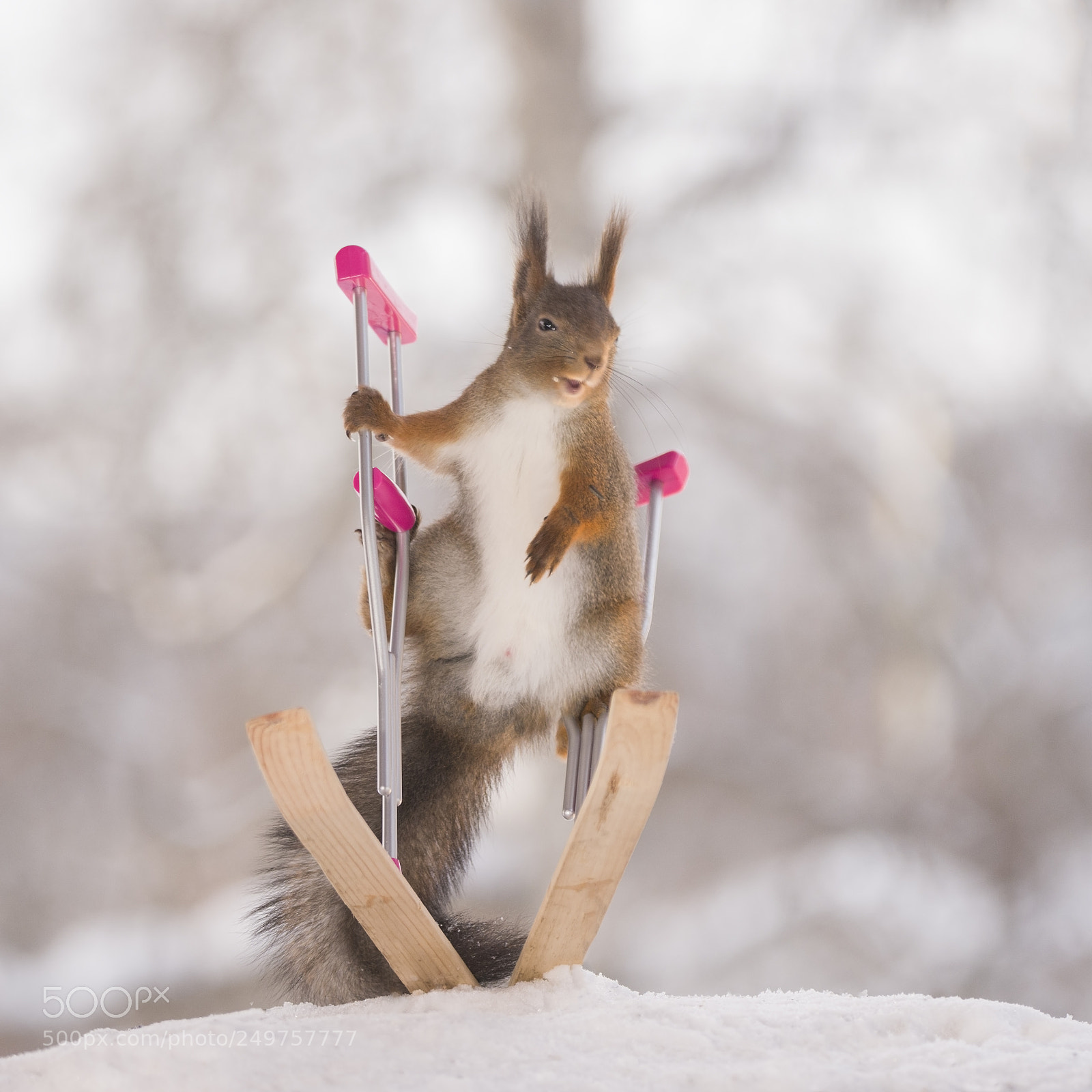 Nikon D810 sample photo. Red squirrel holds on photography