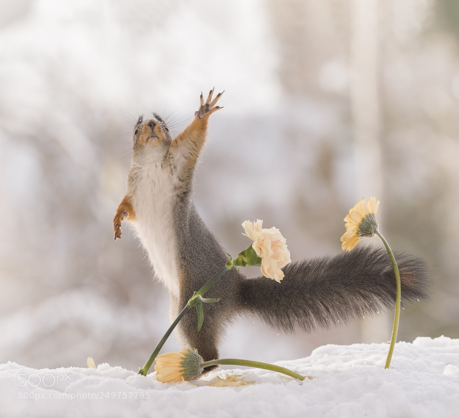 Nikon D810 sample photo. Red squirrel reaching with photography