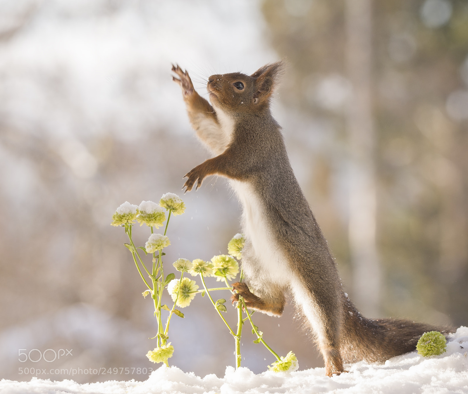 Nikon D810 sample photo. Red squirrel with flowers photography