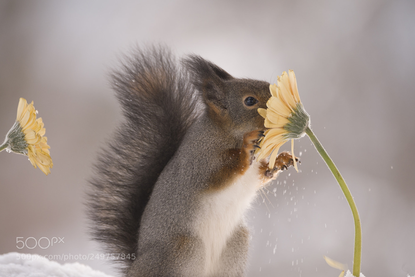 Nikon D810 sample photo. Red squirrel smelling yellow photography
