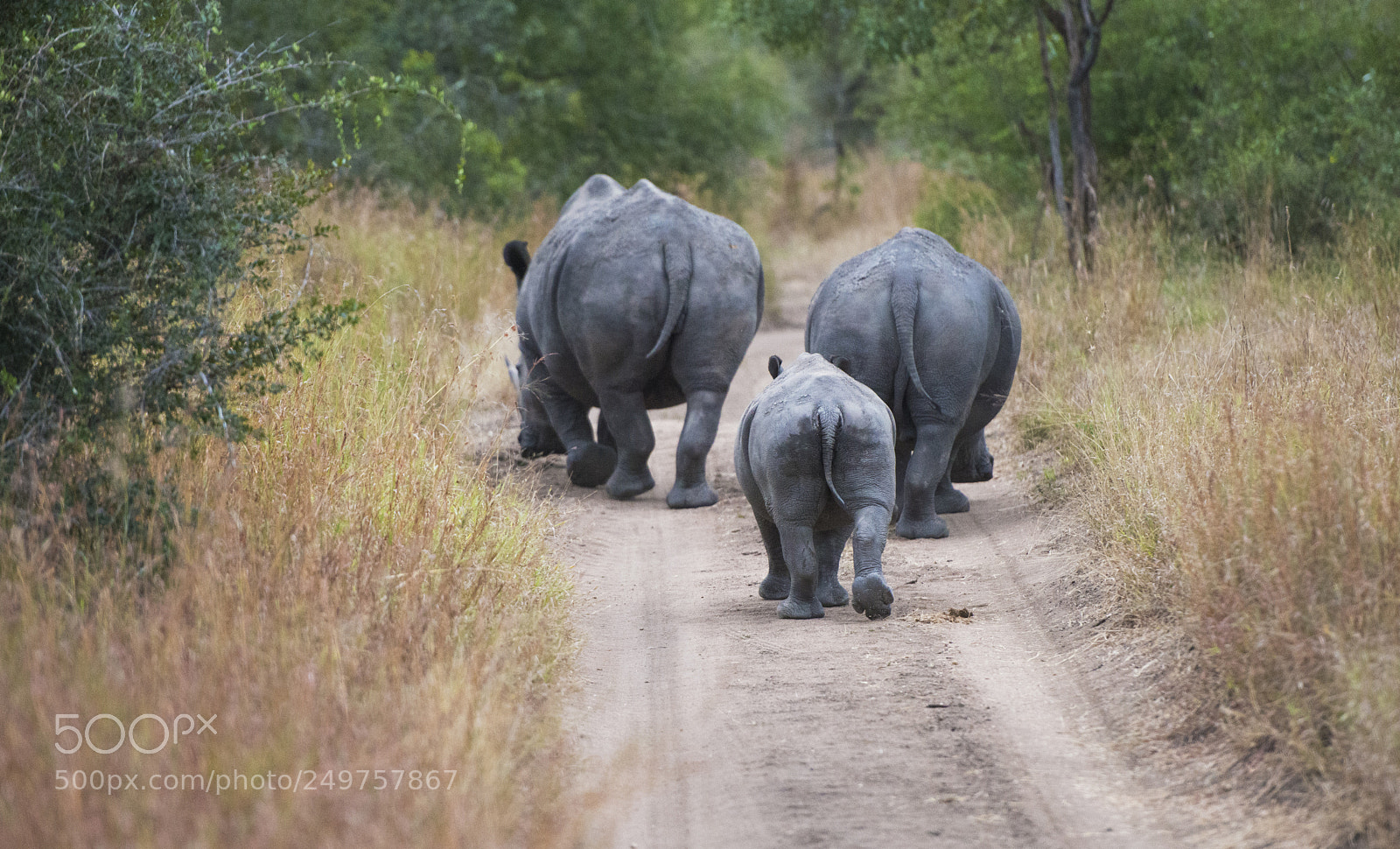 Nikon D800 sample photo. Rhino family photography