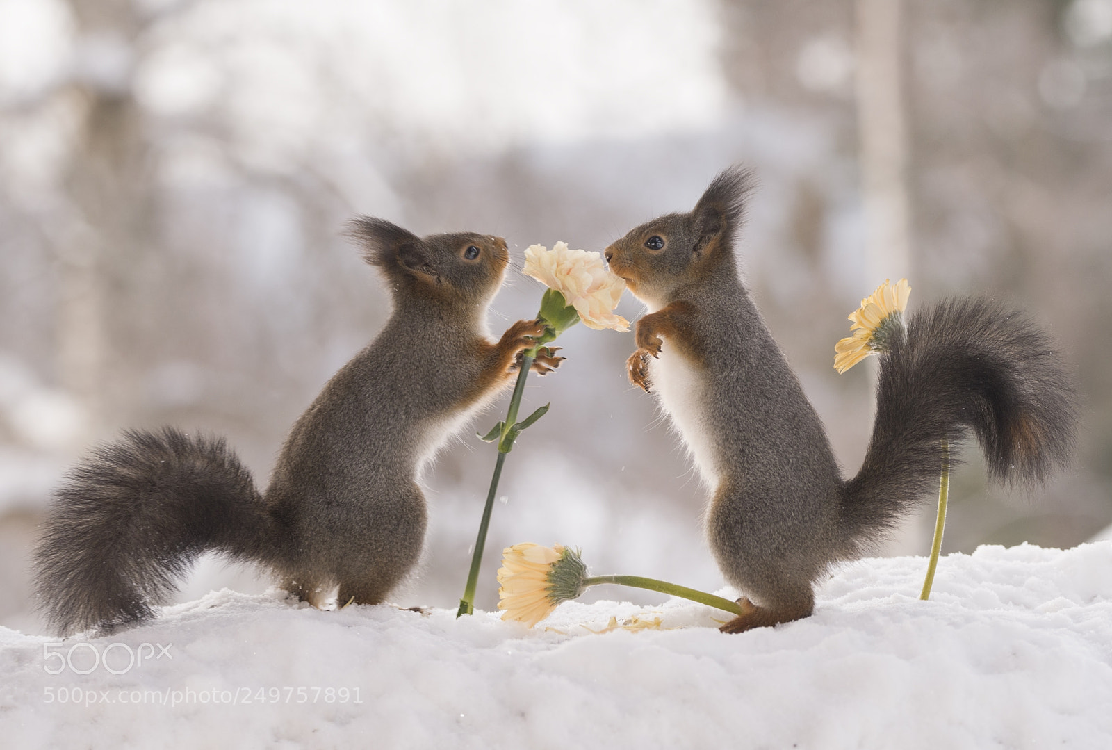 Nikon D810 sample photo. Red squirrels touching yellow photography