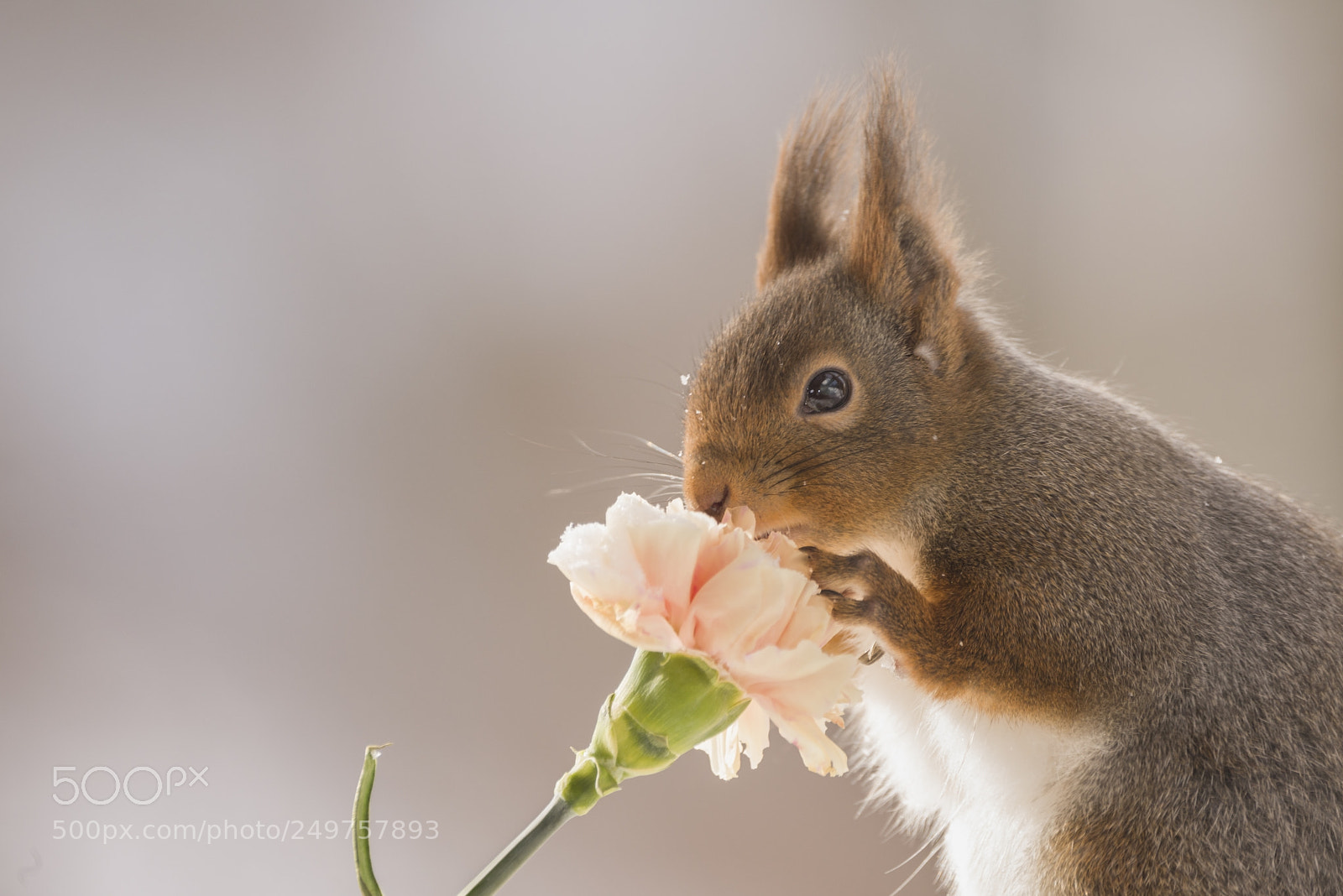 Nikon D810 sample photo. Red squirrel smelling a photography