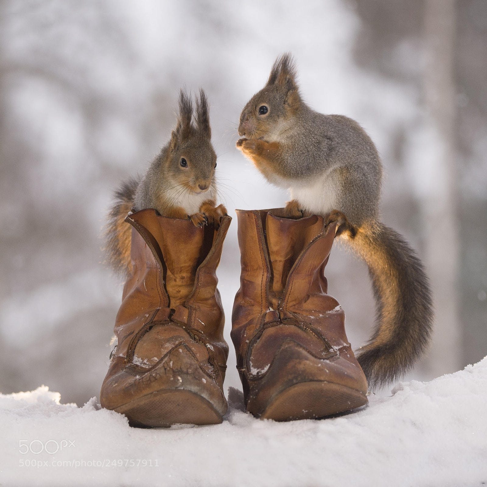 Nikon D810 sample photo. Red squirrels standing in photography